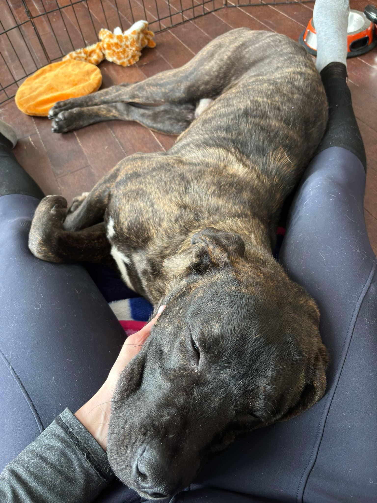 Brunet (20241211-01) **Part of a Bonded Pair**