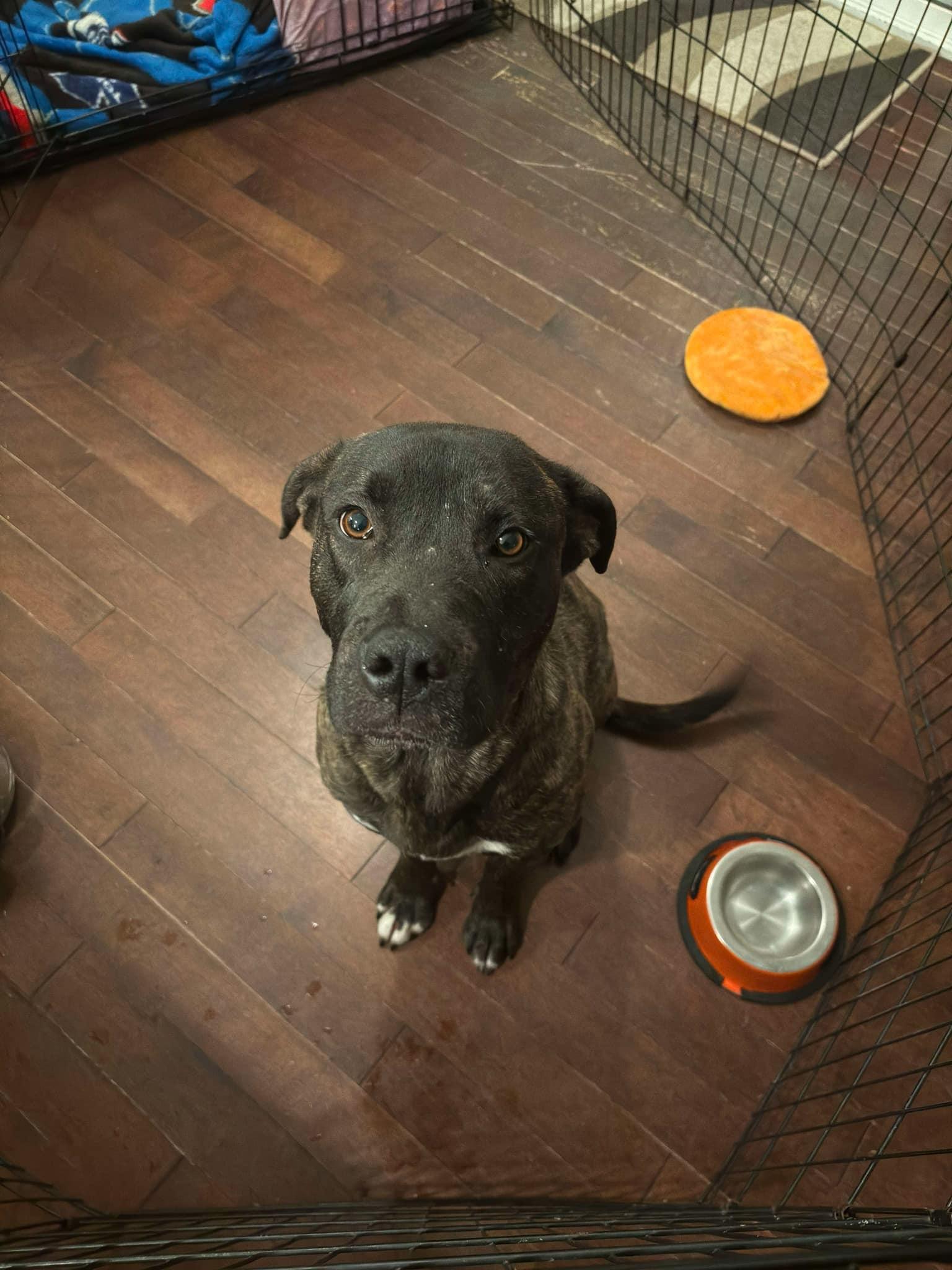 Brunet (20241211-01) **Part of a Bonded Pair** — thumbnail 2