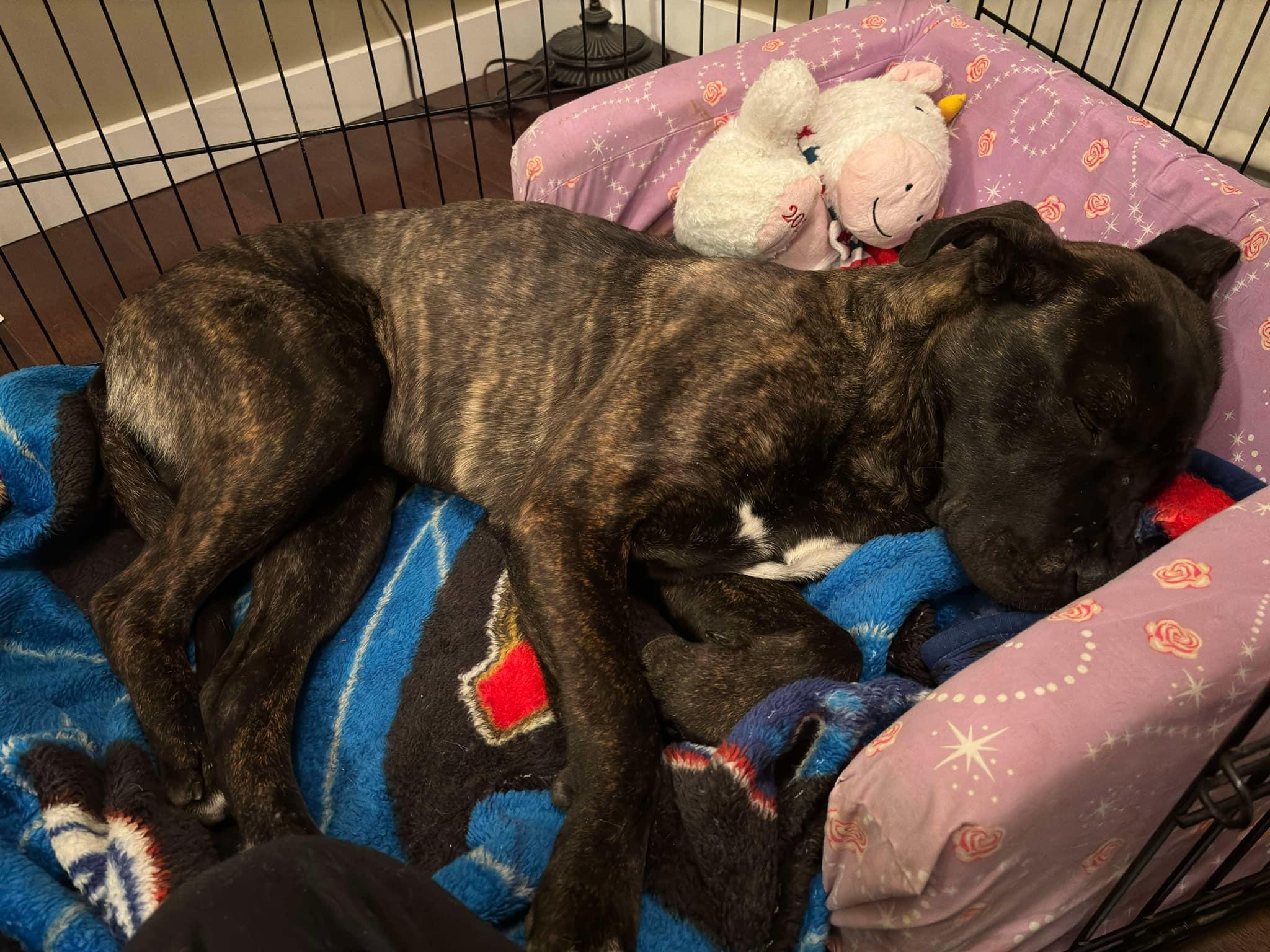 Brunet (20241211-01) **Part of a Bonded Pair** — thumbnail 3