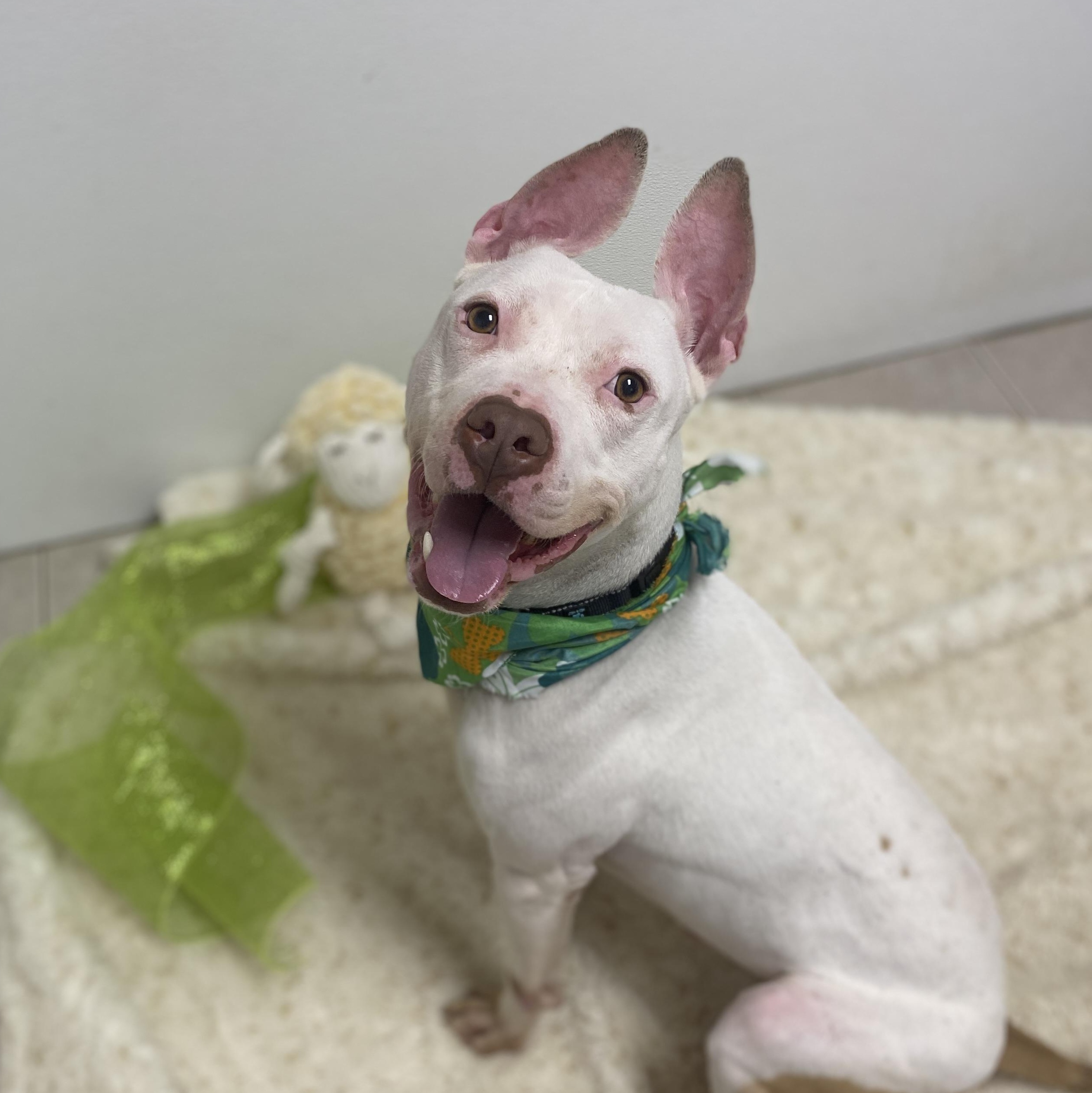 Gordon, Adoptable, Adult Male Terrier & Pit Bull Terrier.
