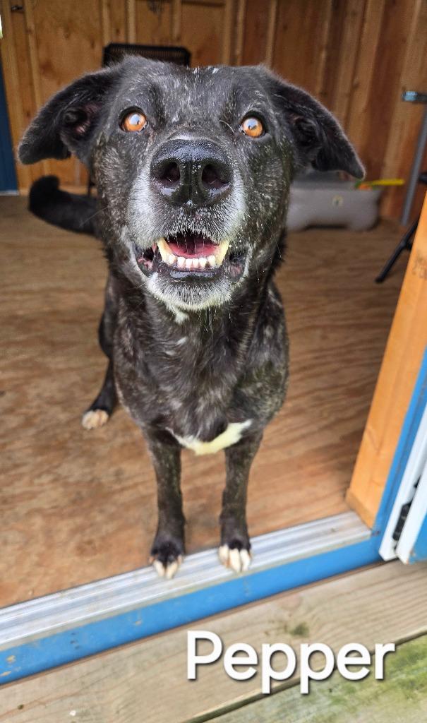 Pepper Yrly 191, Adoptable, Senior Female German Shepherd Dog.