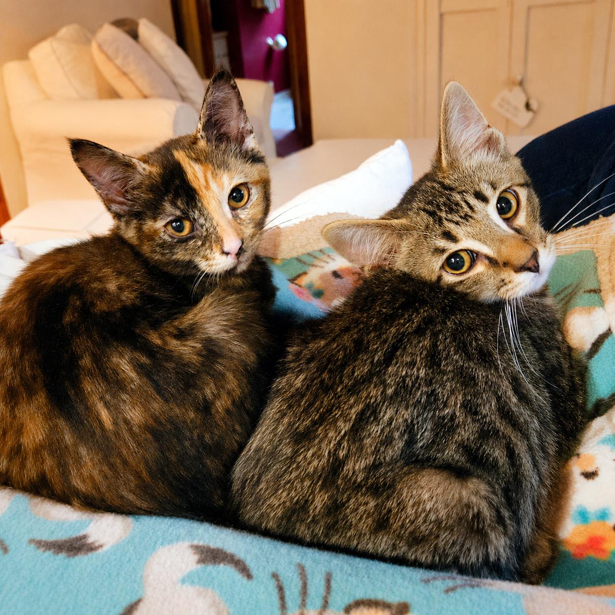 Benton & Briar, ADOPTABLE, Kitten Male Domestic Short Hair.