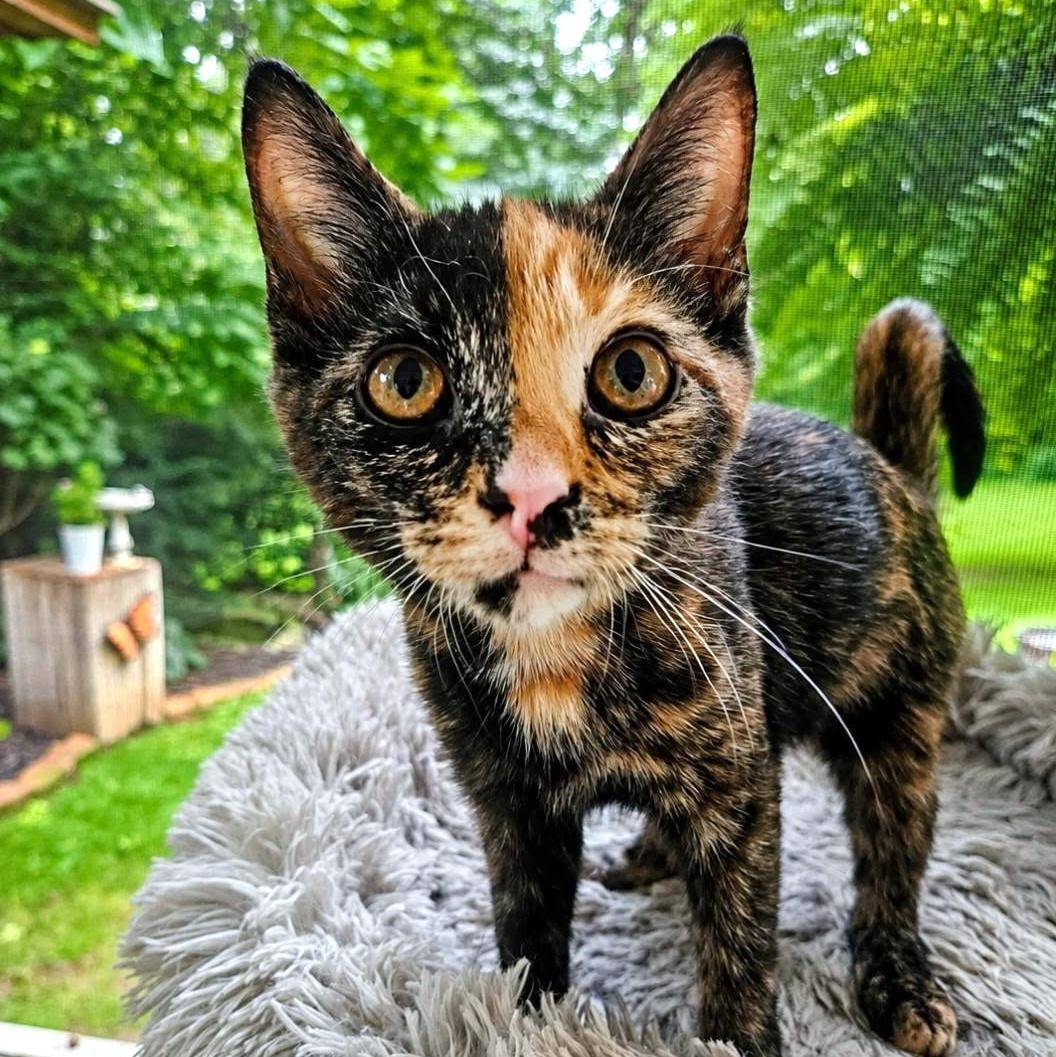 Benton & Briar, a ADOPTABLE Domestic Short Hair in Pittsburgh, PA image 2/5