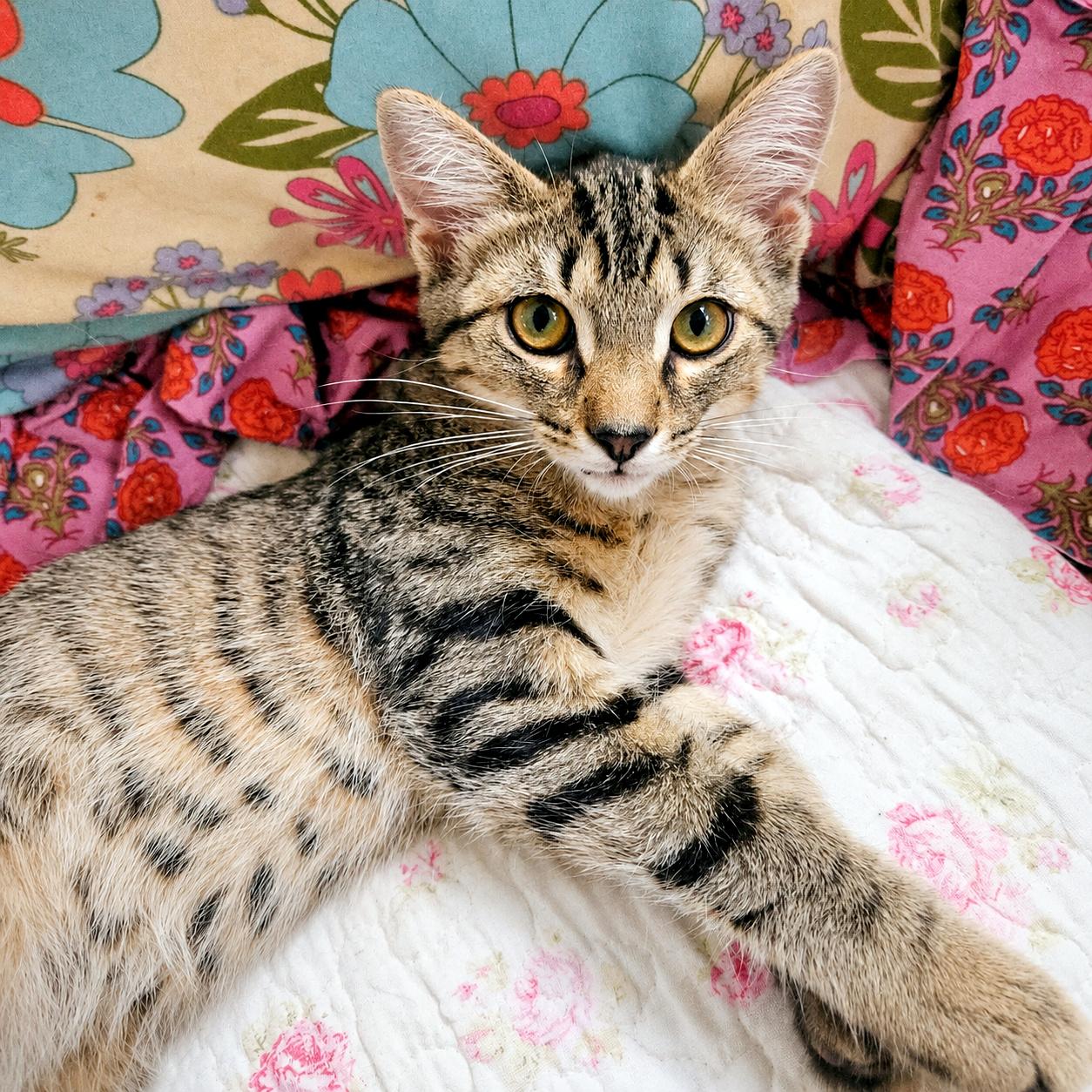 Benton & Briar, a ADOPTABLE Domestic Short Hair in Pittsburgh, PA image 5/5