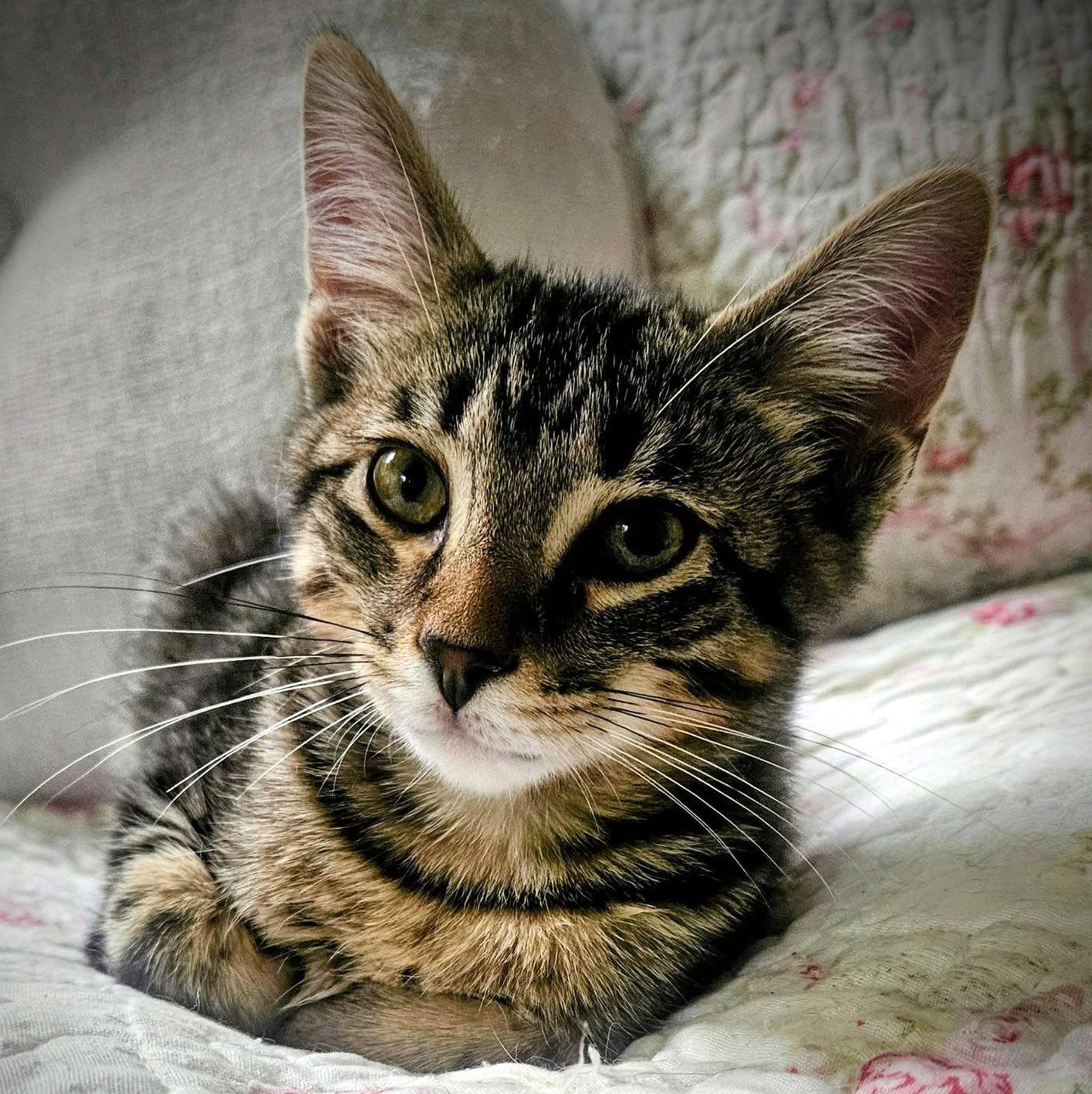 Benton & Briar, a ADOPTABLE Domestic Short Hair in Pittsburgh, PA image 3/5