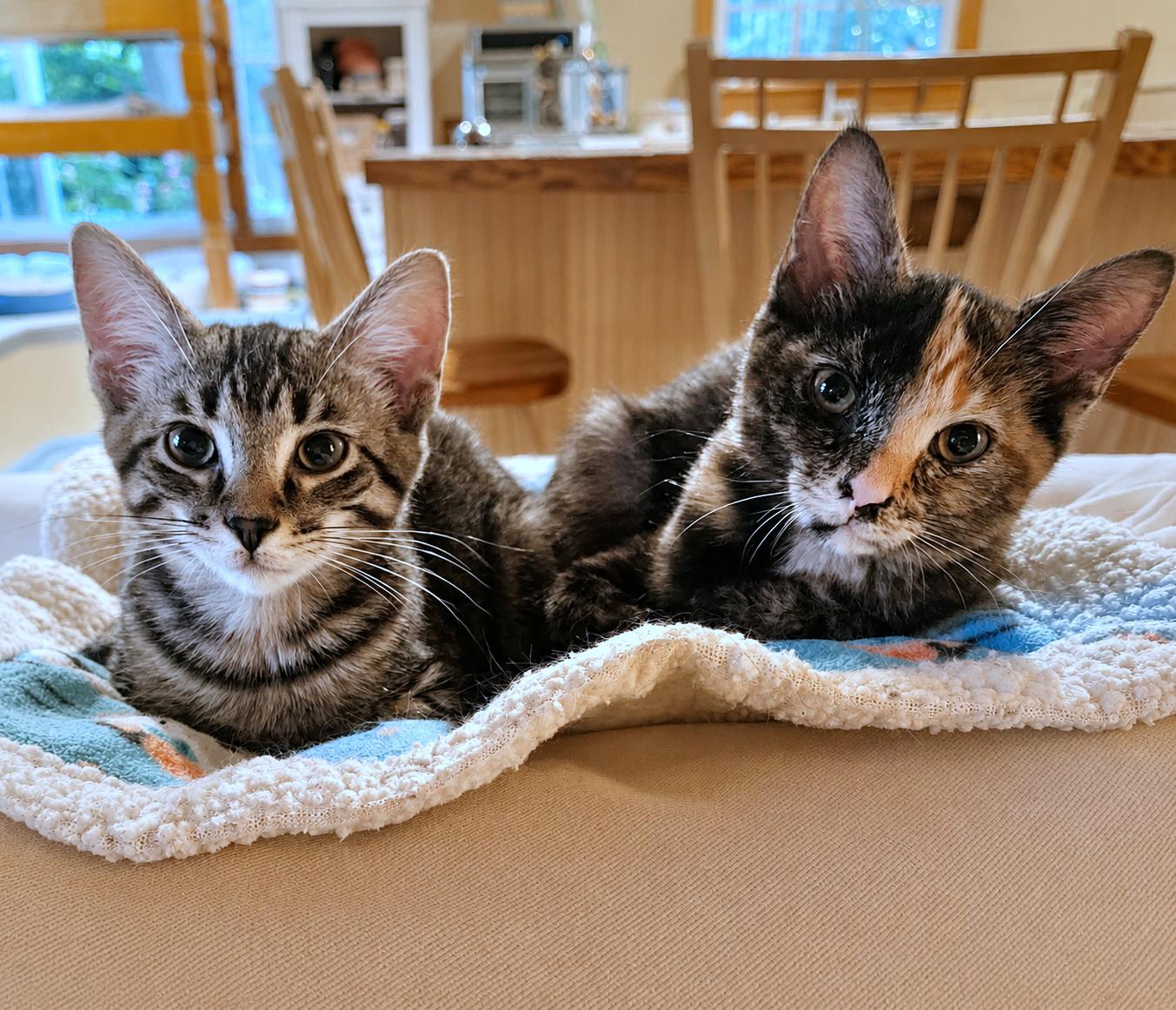 Benton & Briar, a ADOPTABLE Domestic Short Hair in Pittsburgh, PA image 4/5