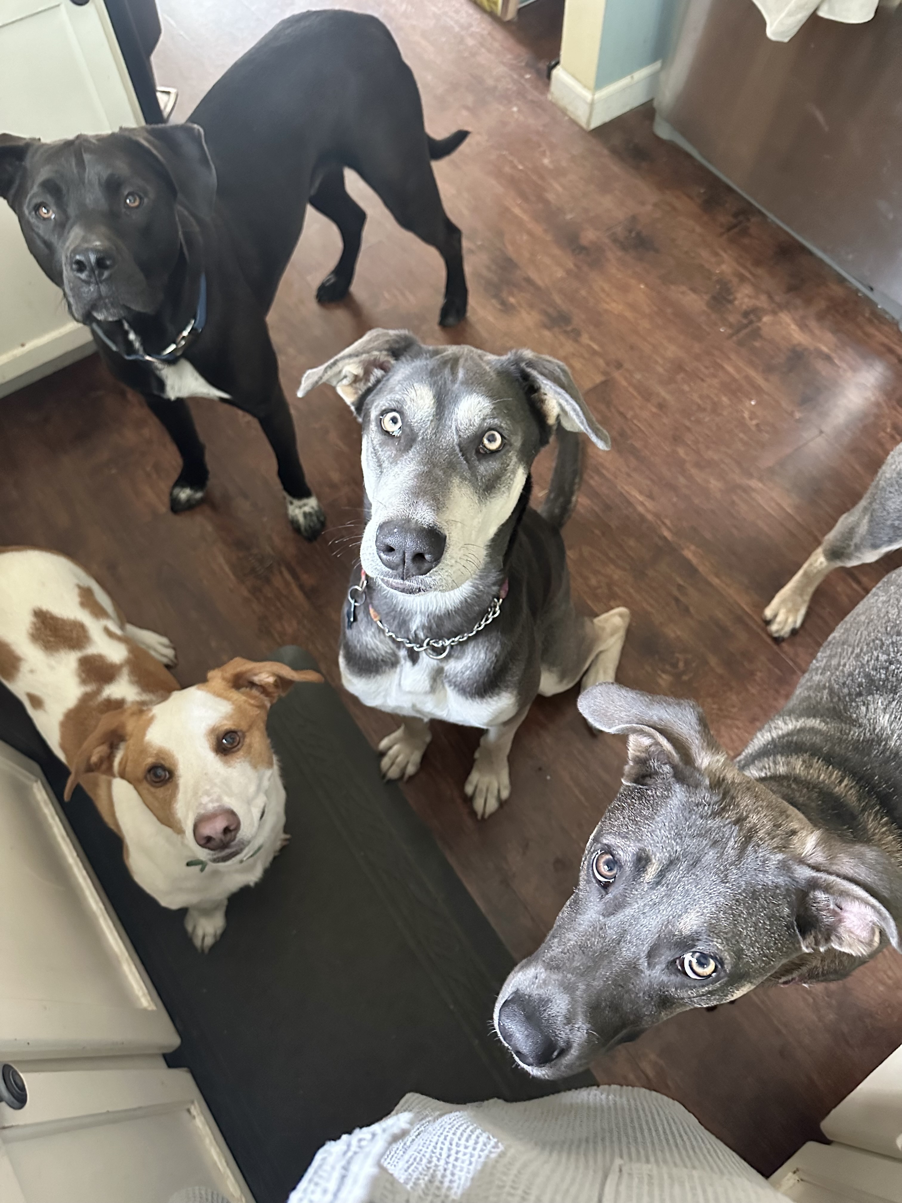 Aurora, a Adoptable mixed breed in Sammamish, WA image 5/6