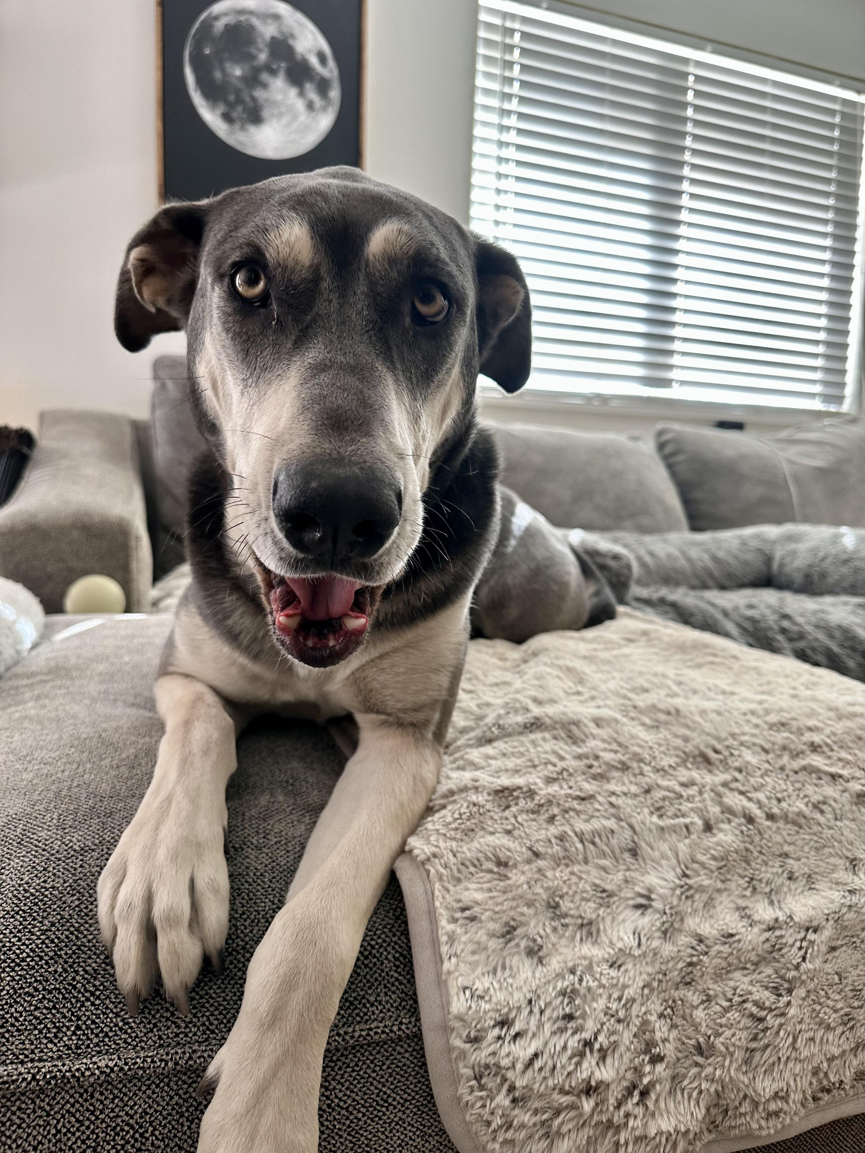 Aurora, an adoptable Doberman Pinscher, Alaskan Malamute in Sammamish, WA, 98074 | Photo Image 1