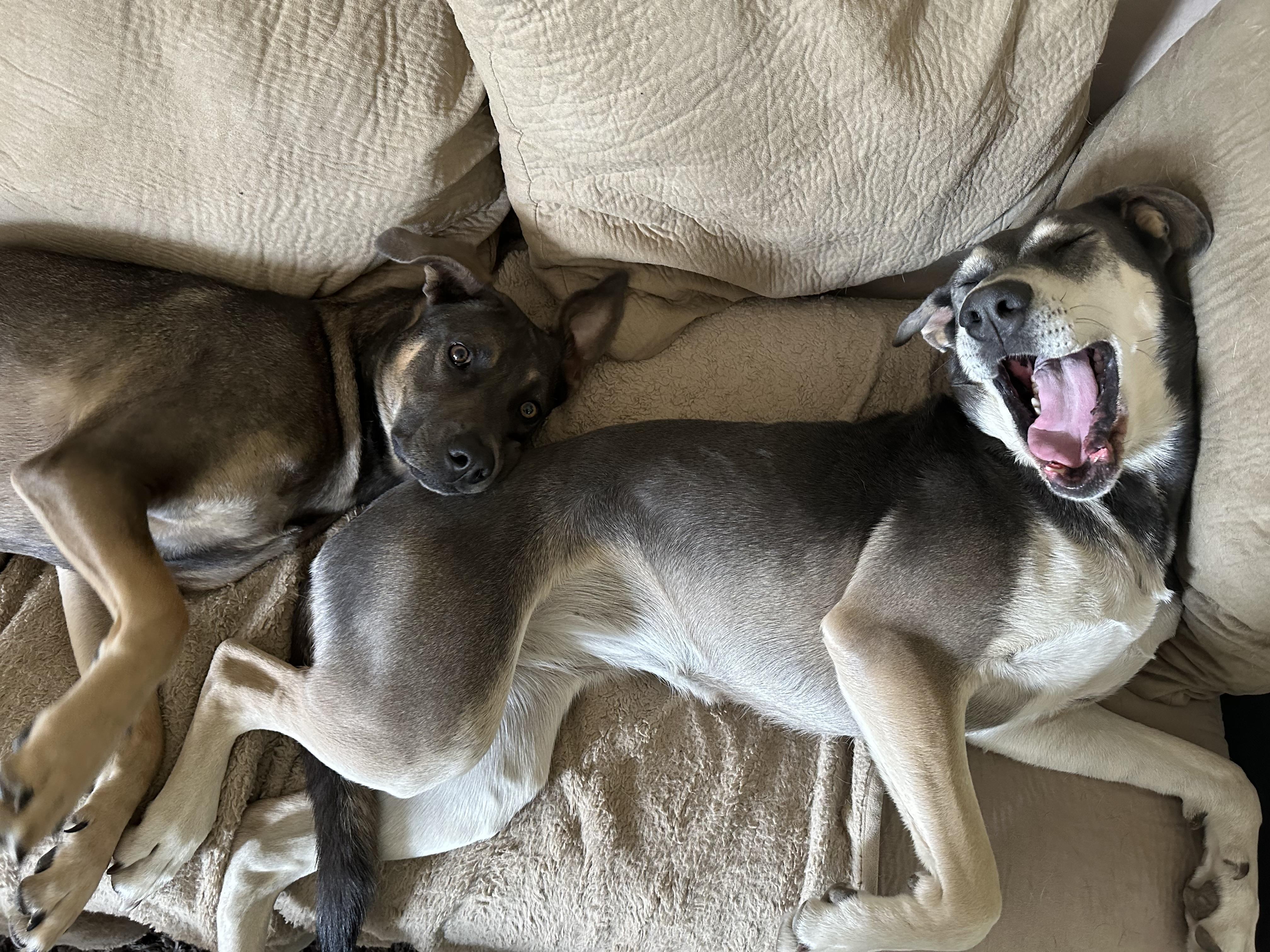 Aurora, Adoptable, Adult Female Doberman Pinscher & Alaskan Malamute.