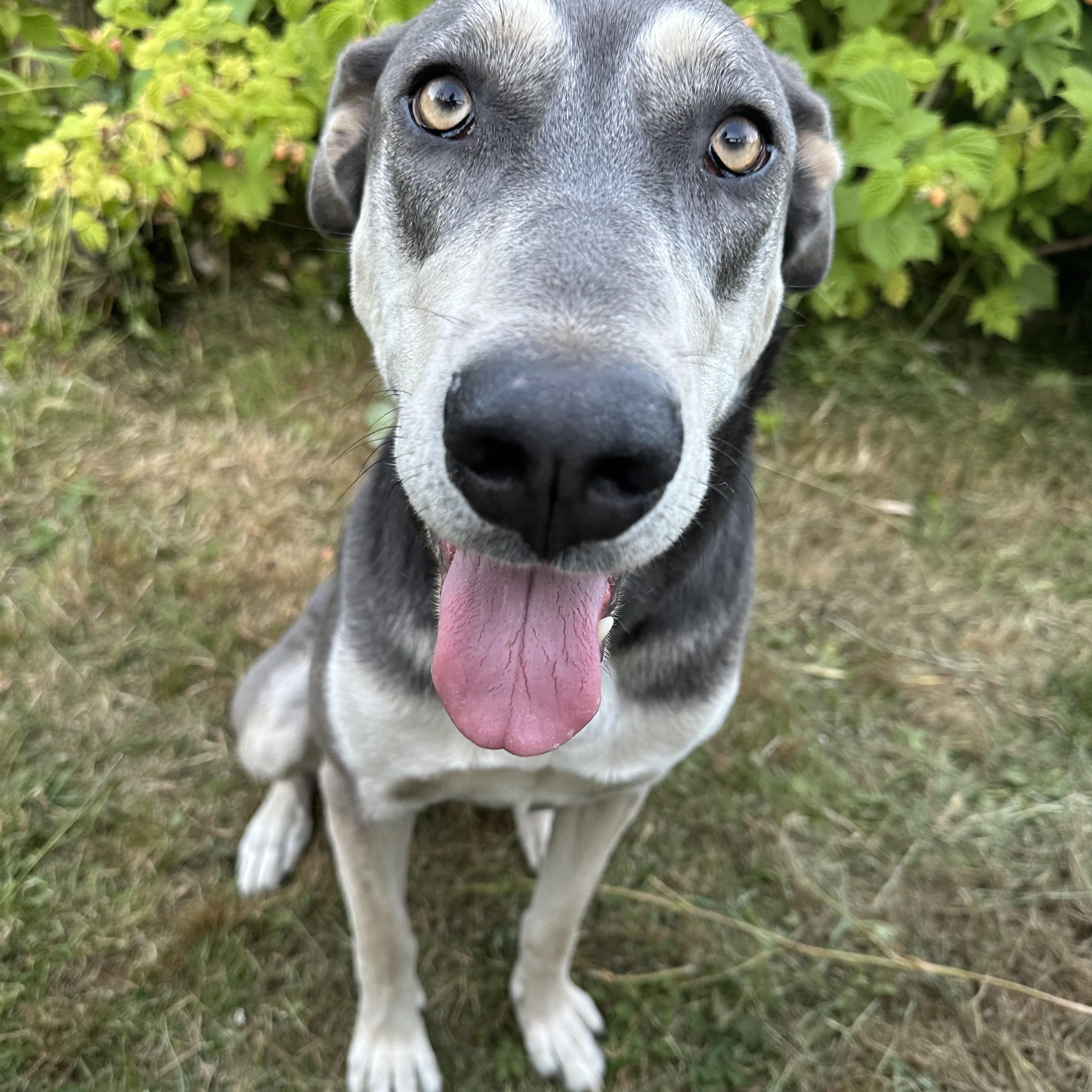 Aurora, a Adoptable mixed breed in Sammamish, WA image 3/6