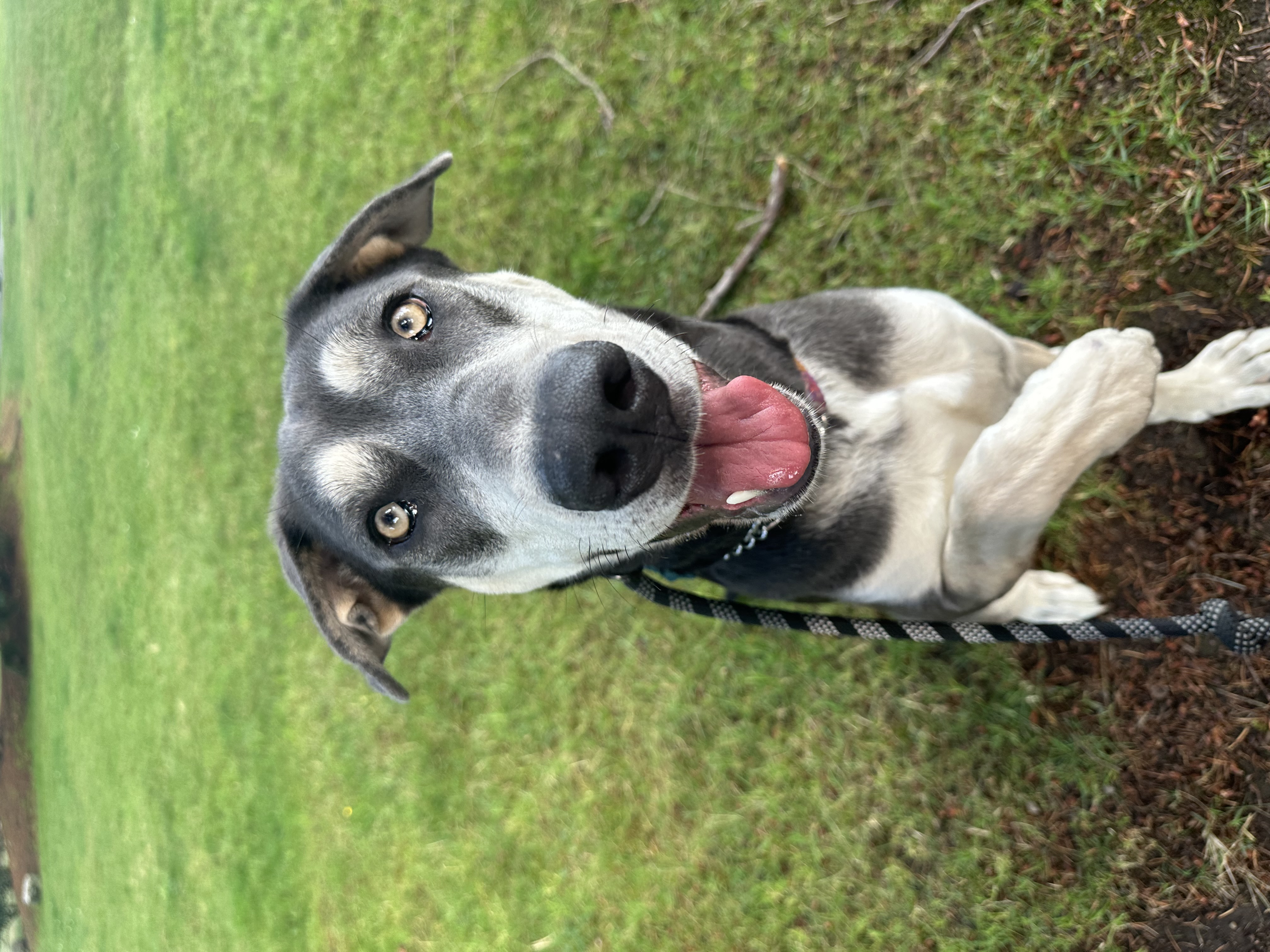 Aurora, a Adoptable mixed breed in Sammamish, WA image 6/6