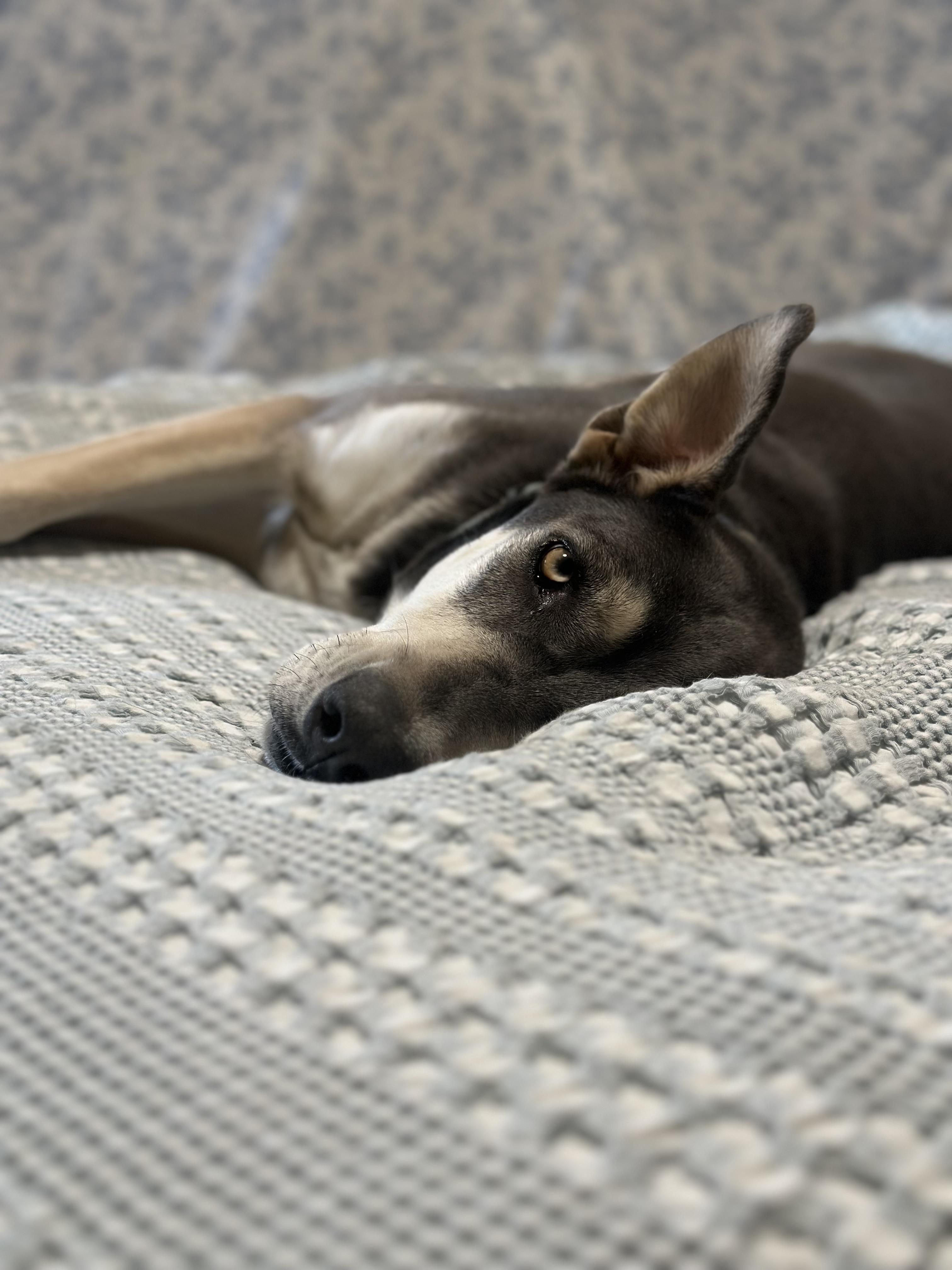 Aurora, an adoptable Doberman Pinscher, Alaskan Malamute in Sammamish, WA, 98074 | Photo Image 3