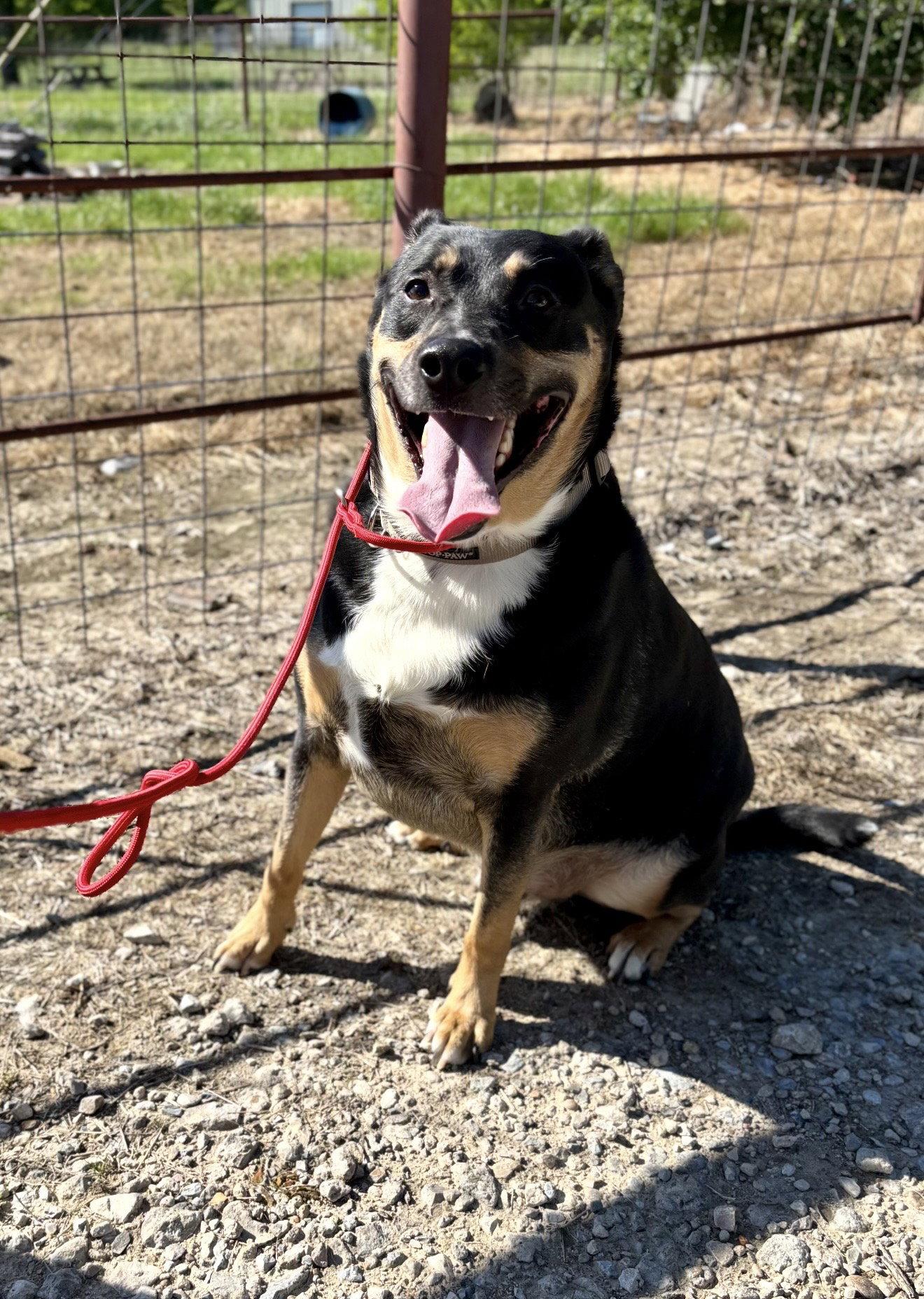 Kaiser, a Adoptable mixed breed in Euless, TX image 1/3
