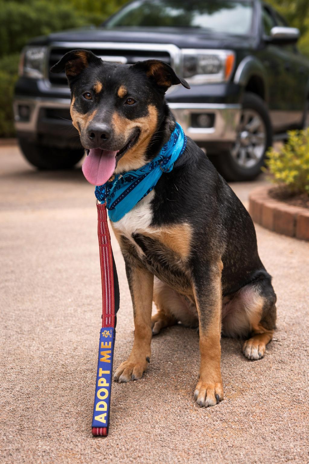 Kaiser, a Adoptable mixed breed in Euless, TX image 2/3