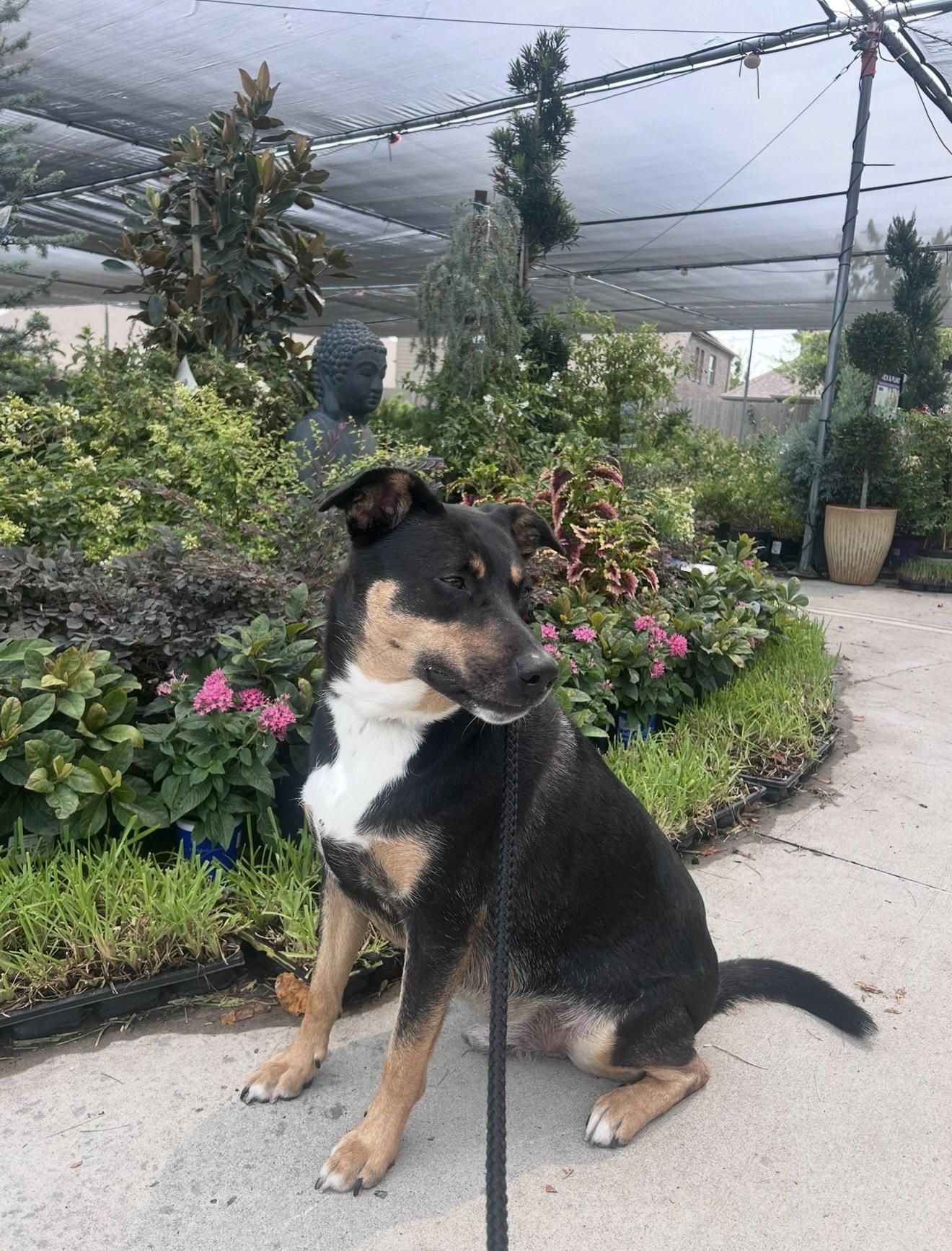 Enlarge Kaiser, a Adoptable mixed breed in Euless, TX image 2/3