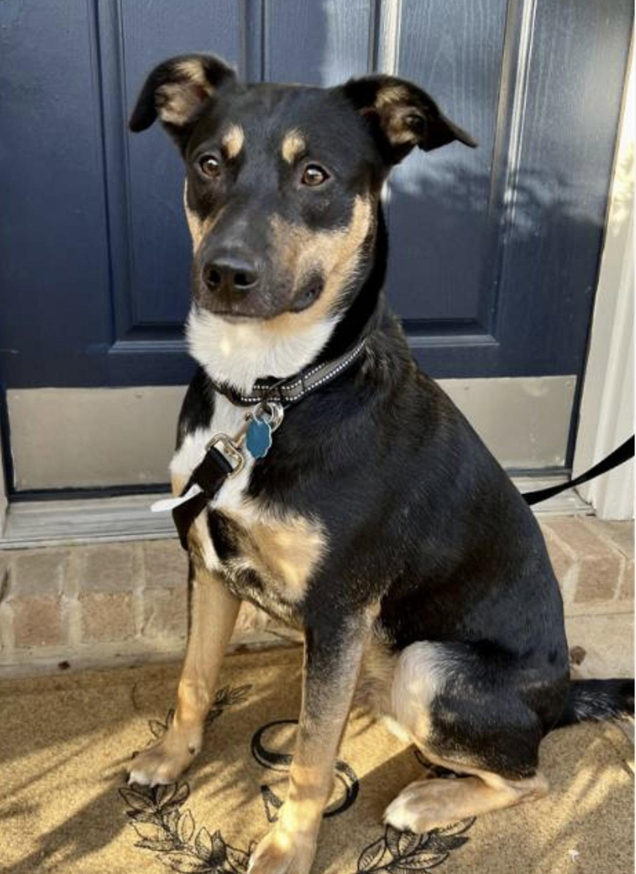 Kaiser, a Adoptable mixed breed in Euless, TX image 3/3