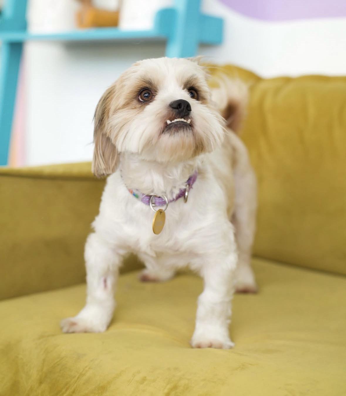 Enlarge Knuckles, a Adoptable mixed breed in Pasadena, CA image 3/5