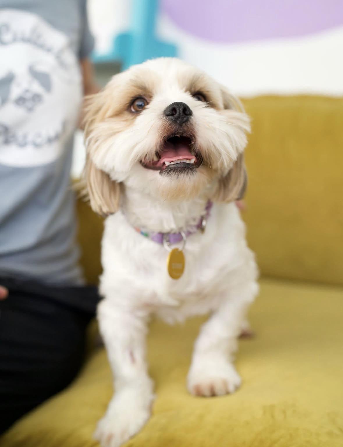 Enlarge Knuckles, a Adoptable mixed breed in Pasadena, CA image 1/5