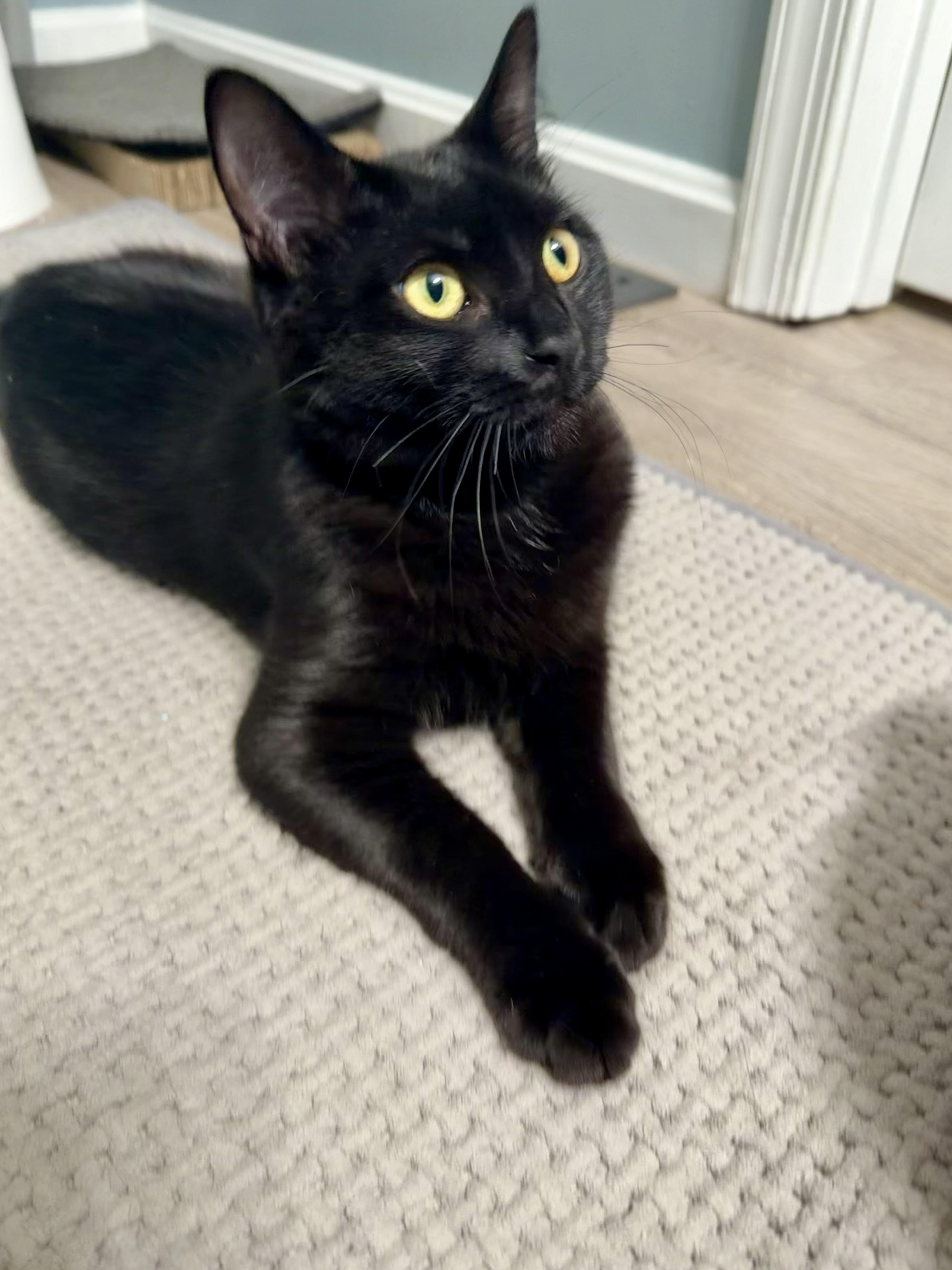 Olu, Adoptable, Kitten Male Domestic Short Hair.