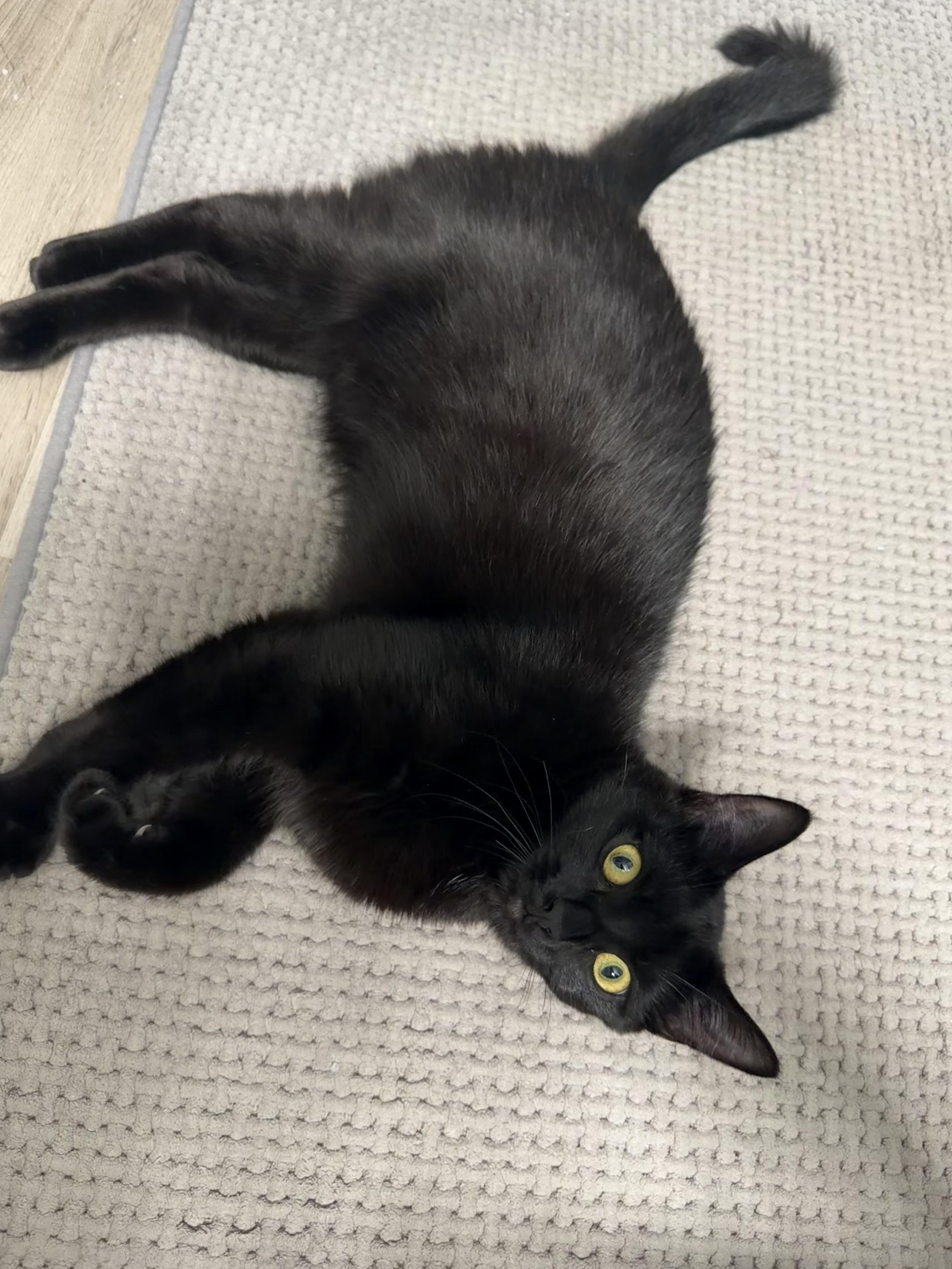 Olu, a Adoptable Domestic Short Hair in North East, MD image 2/2