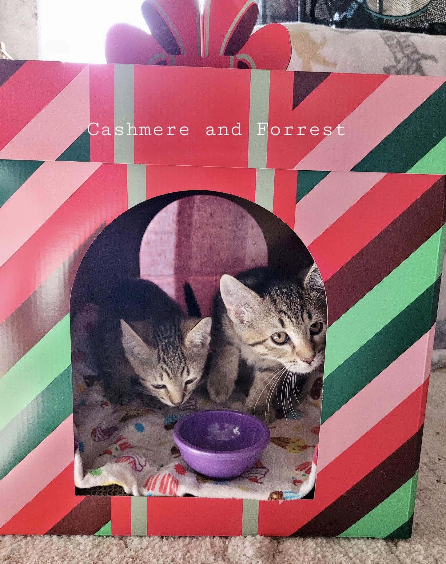 Forest, Adopted, Kitten Male Domestic Short Hair.