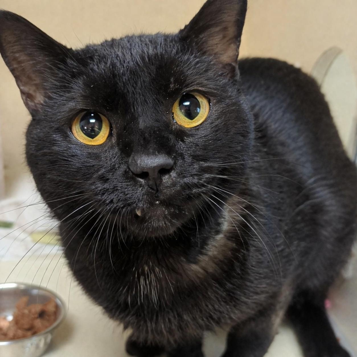 Enlarge Grimace, a ADOPTABLE Domestic Short Hair in West Jefferson, OH image 2/5