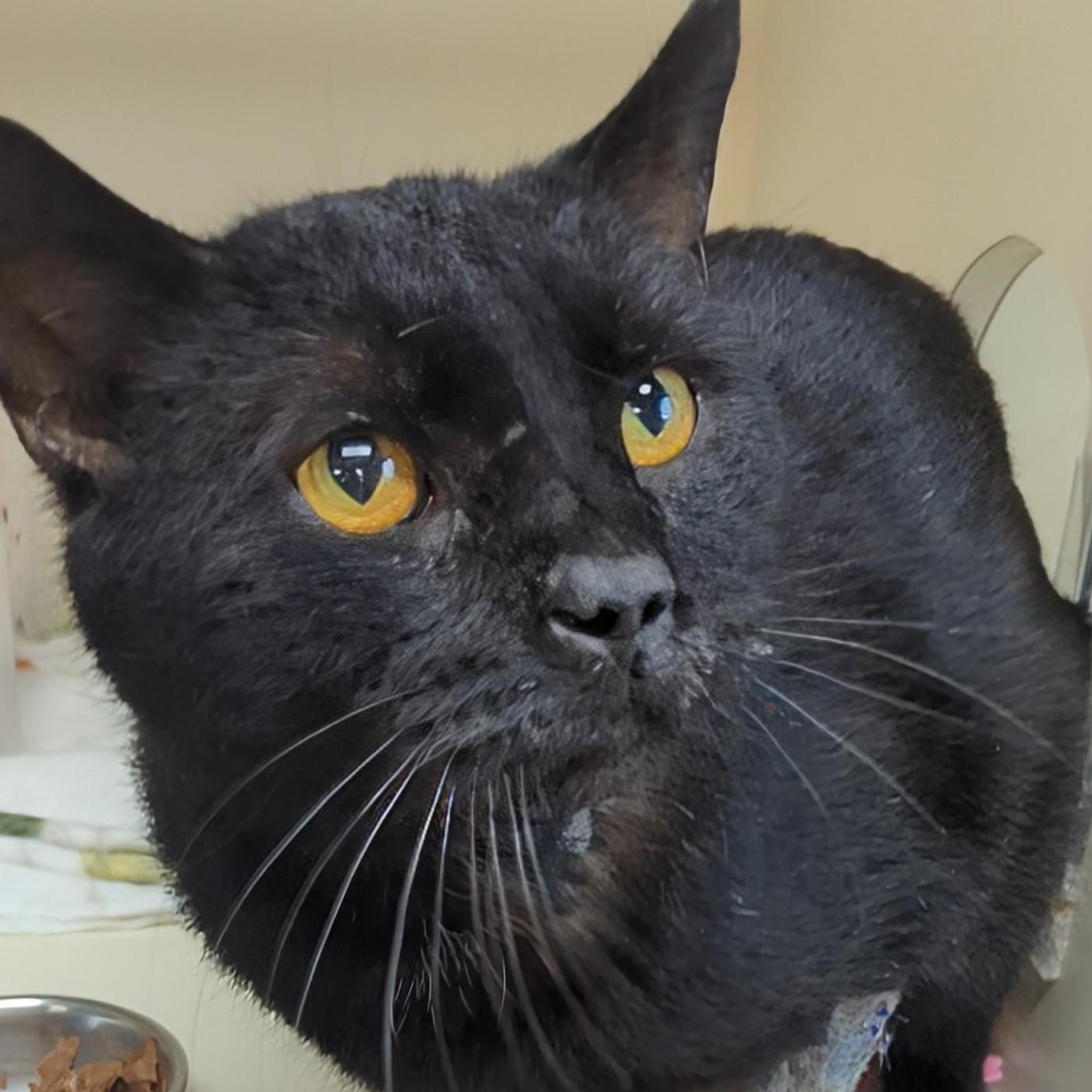 Enlarge Grimace, a ADOPTABLE Domestic Short Hair in West Jefferson, OH image 4/5