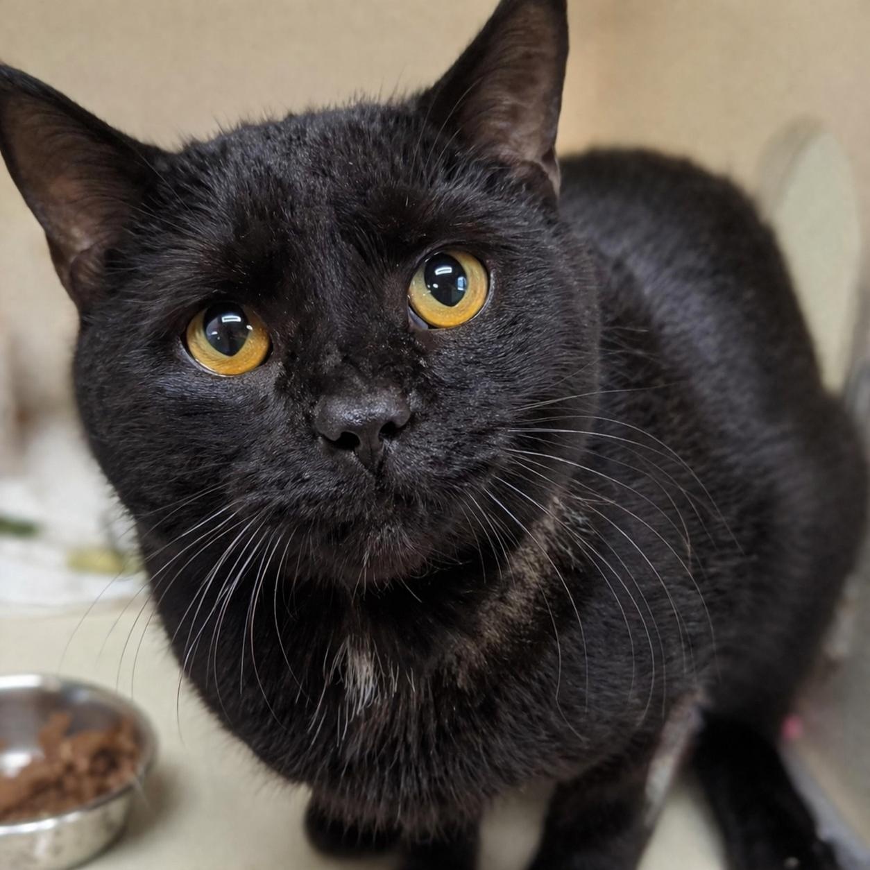 Enlarge Grimace, a ADOPTABLE Domestic Short Hair in West Jefferson, OH image 5/5