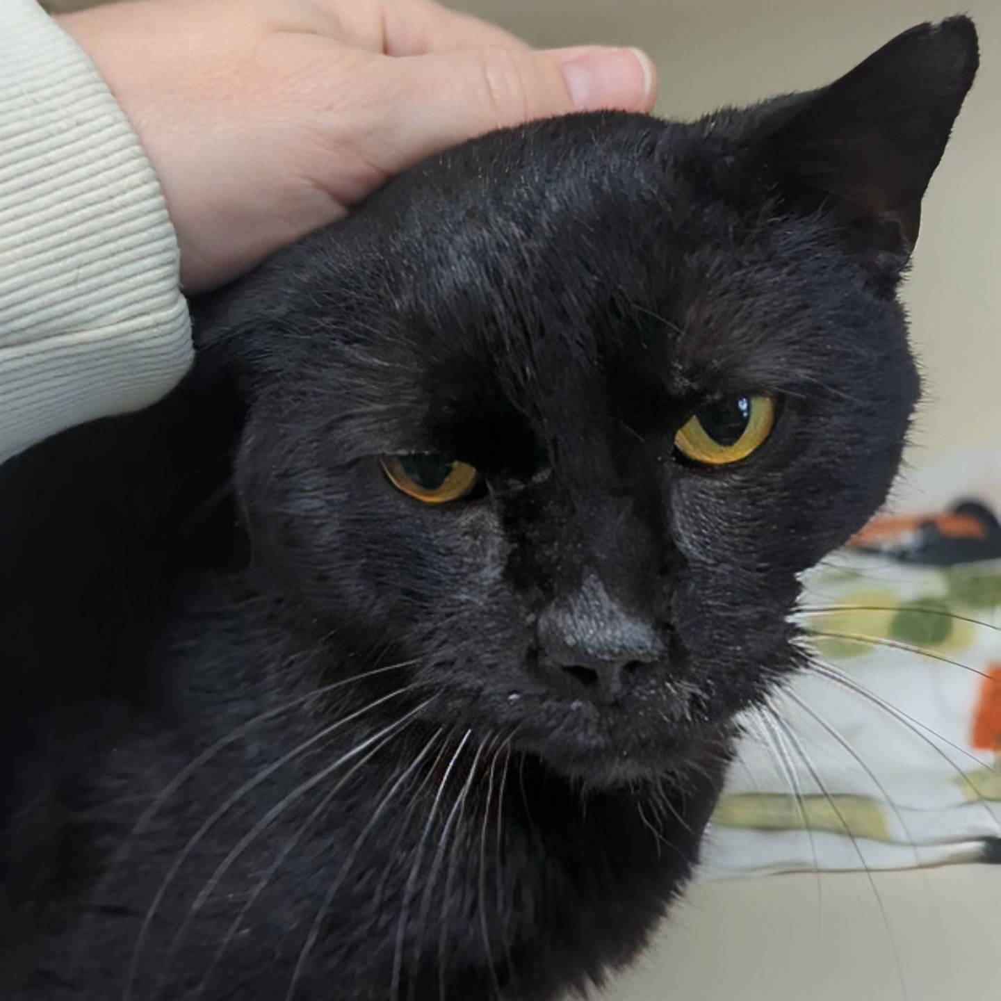 Enlarge Grimace, a ADOPTABLE Domestic Short Hair in West Jefferson, OH image 3/5