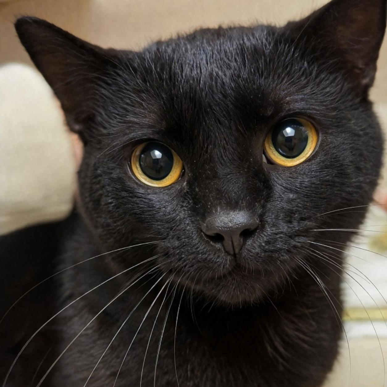 Enlarge Grimace, a ADOPTABLE Domestic Short Hair in West Jefferson, OH image 1/5
