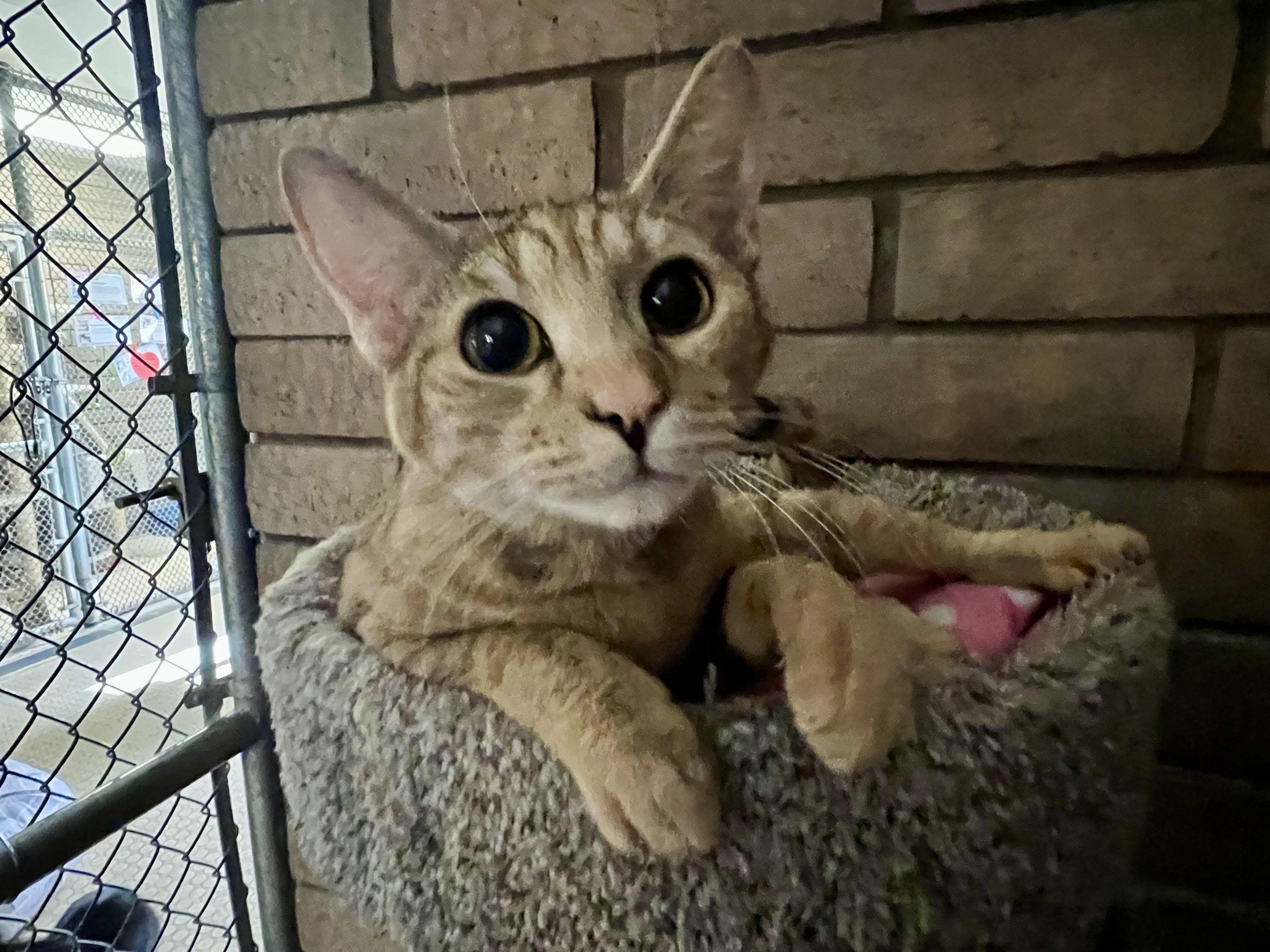 Enlarge Autumn (bonded with Lola), an adoptable Domestic Short Hair in Phoenix, AZ image 1/6