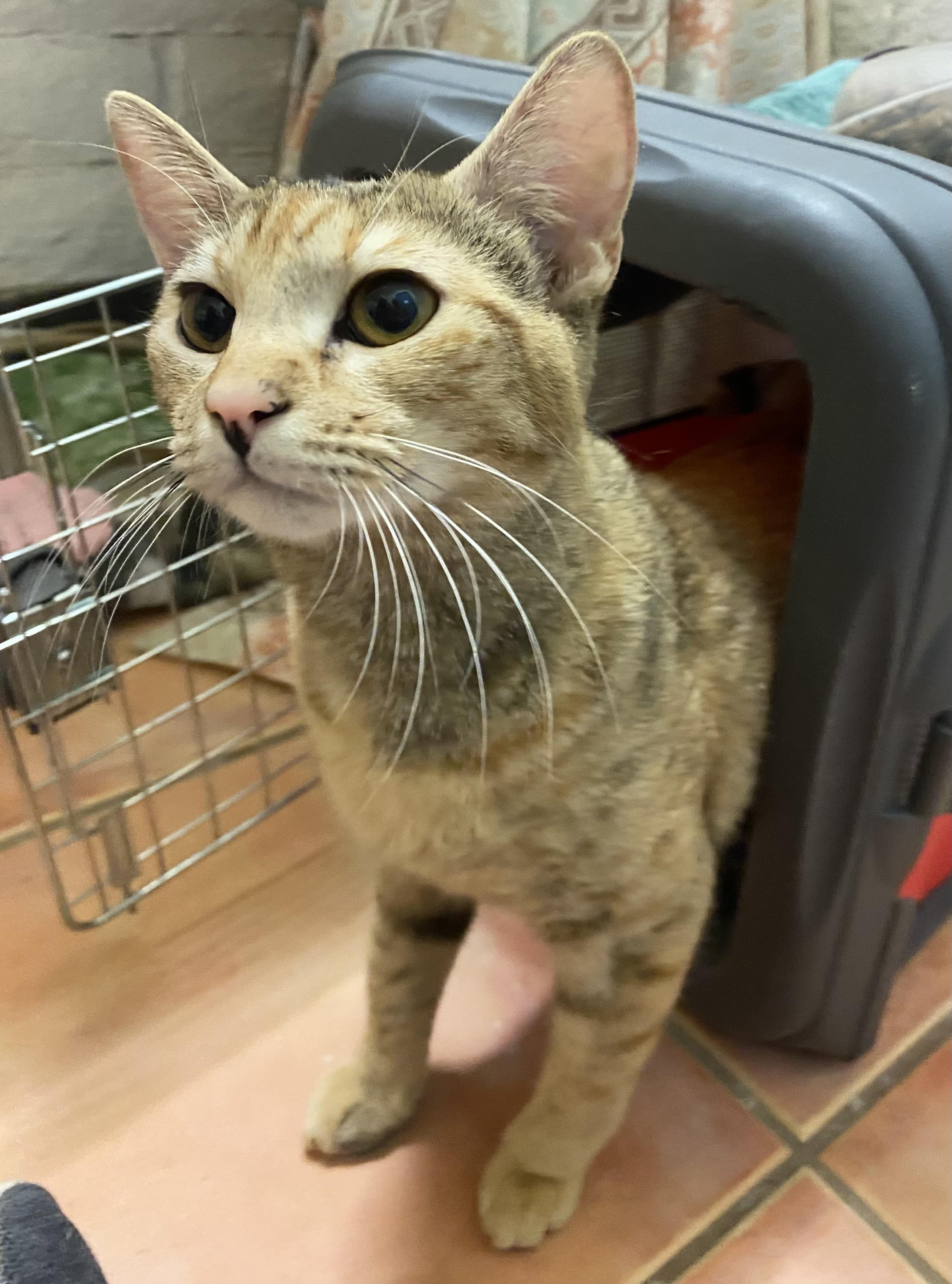 Enlarge Autumn (bonded with Lola), an adoptable Domestic Short Hair in Phoenix, AZ image 2/6