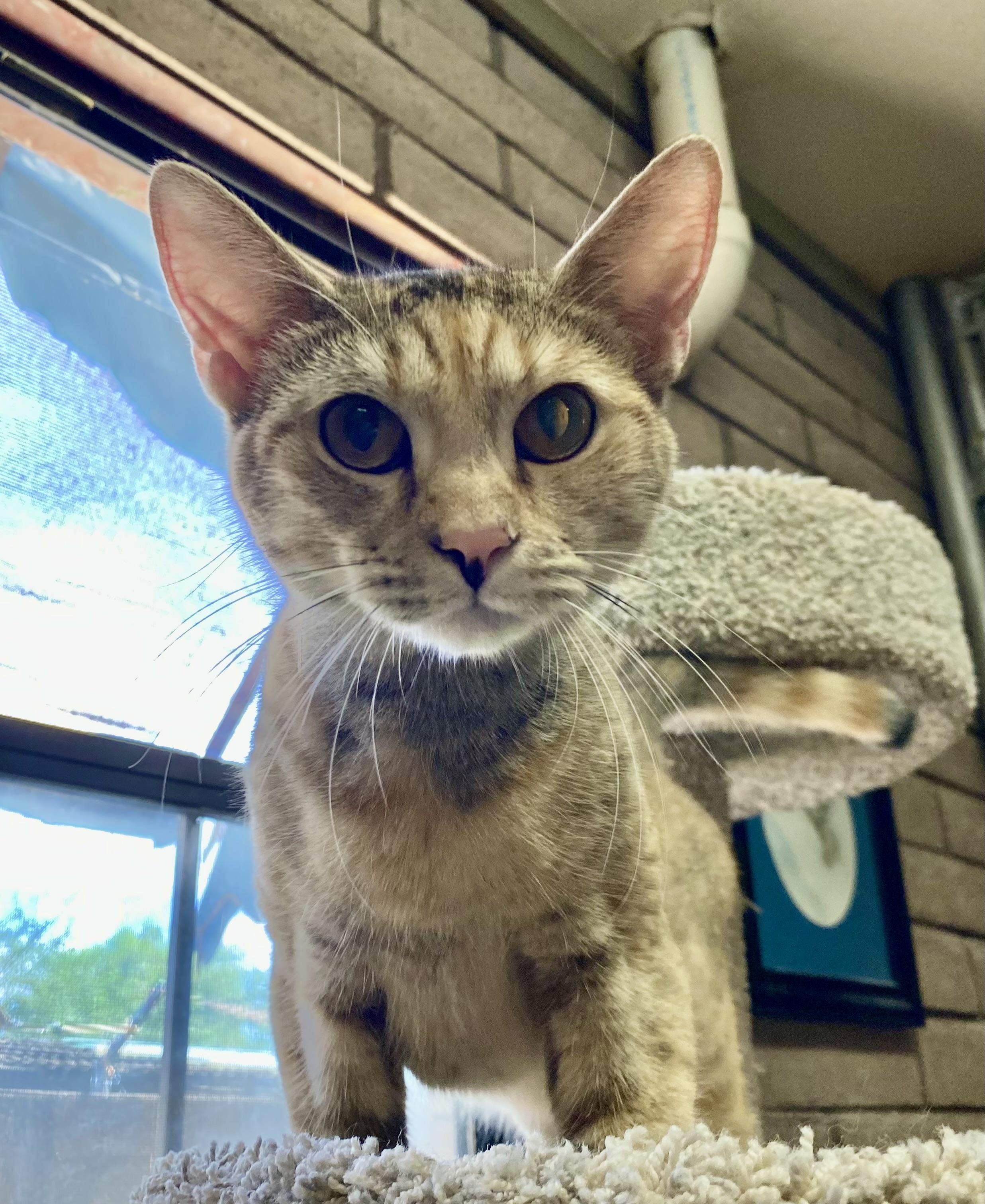 Enlarge Autumn (bonded with Lola), an adoptable Domestic Short Hair in Phoenix, AZ image 3/6