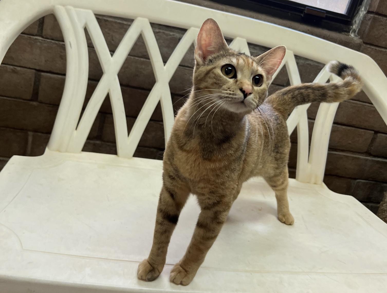 Enlarge Autumn (bonded with Lola), an adoptable Domestic Short Hair in Phoenix, AZ image 4/6