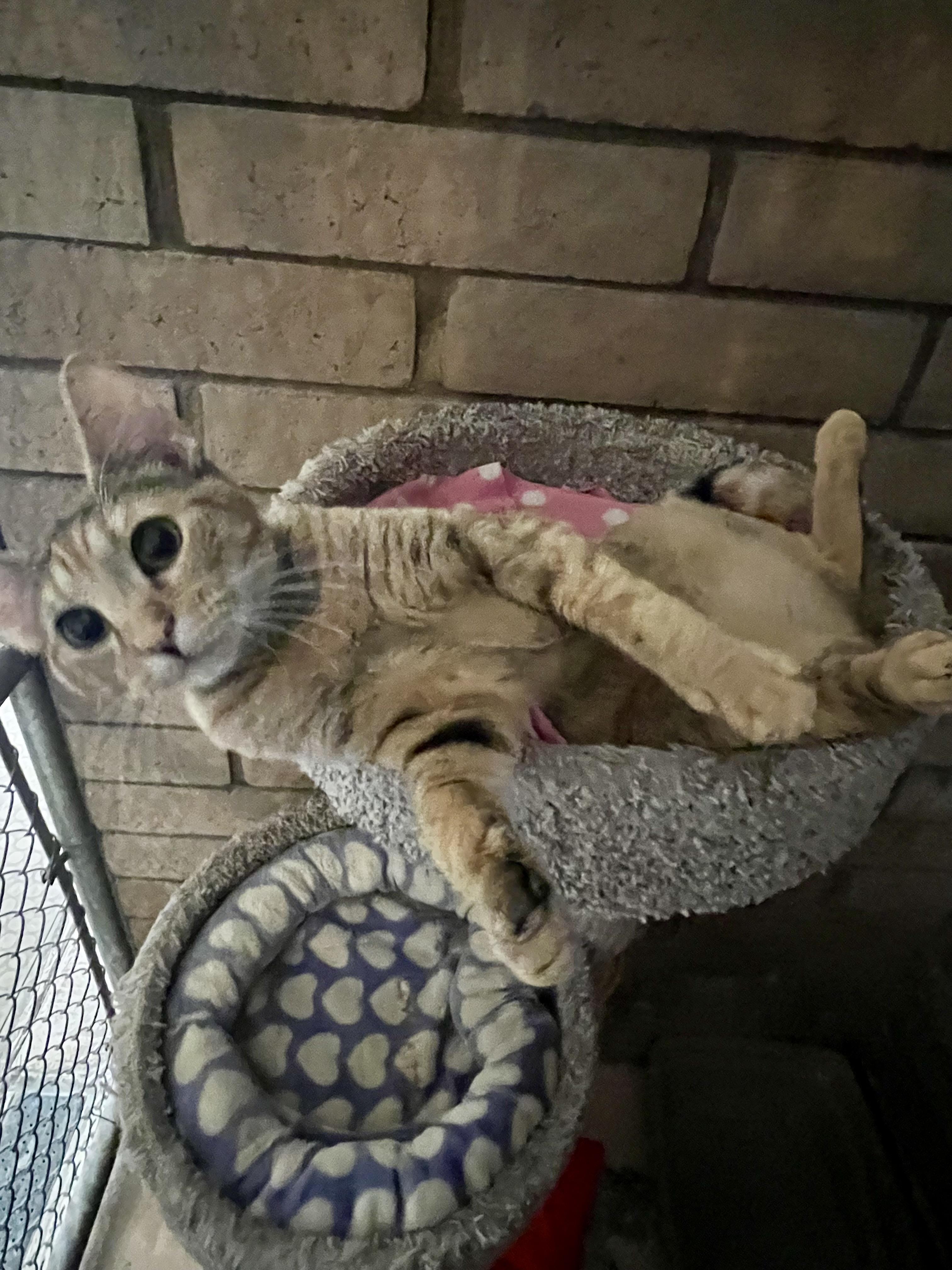 Enlarge Autumn (bonded with Lola), an adoptable Domestic Short Hair in Phoenix, AZ image 5/6