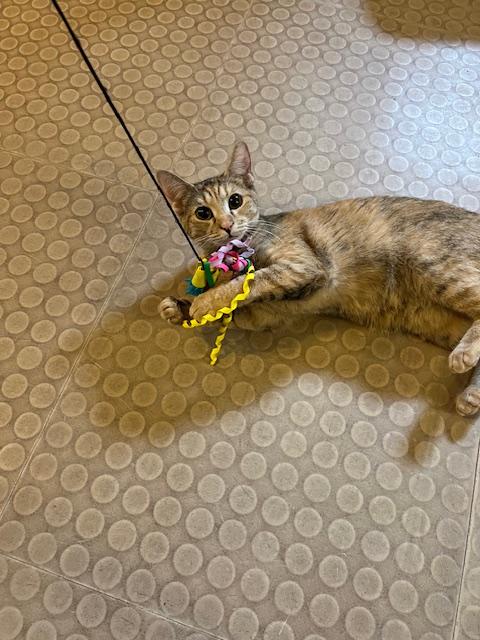 Enlarge Autumn (bonded with Lola), an adoptable Domestic Short Hair in Phoenix, AZ image 6/6