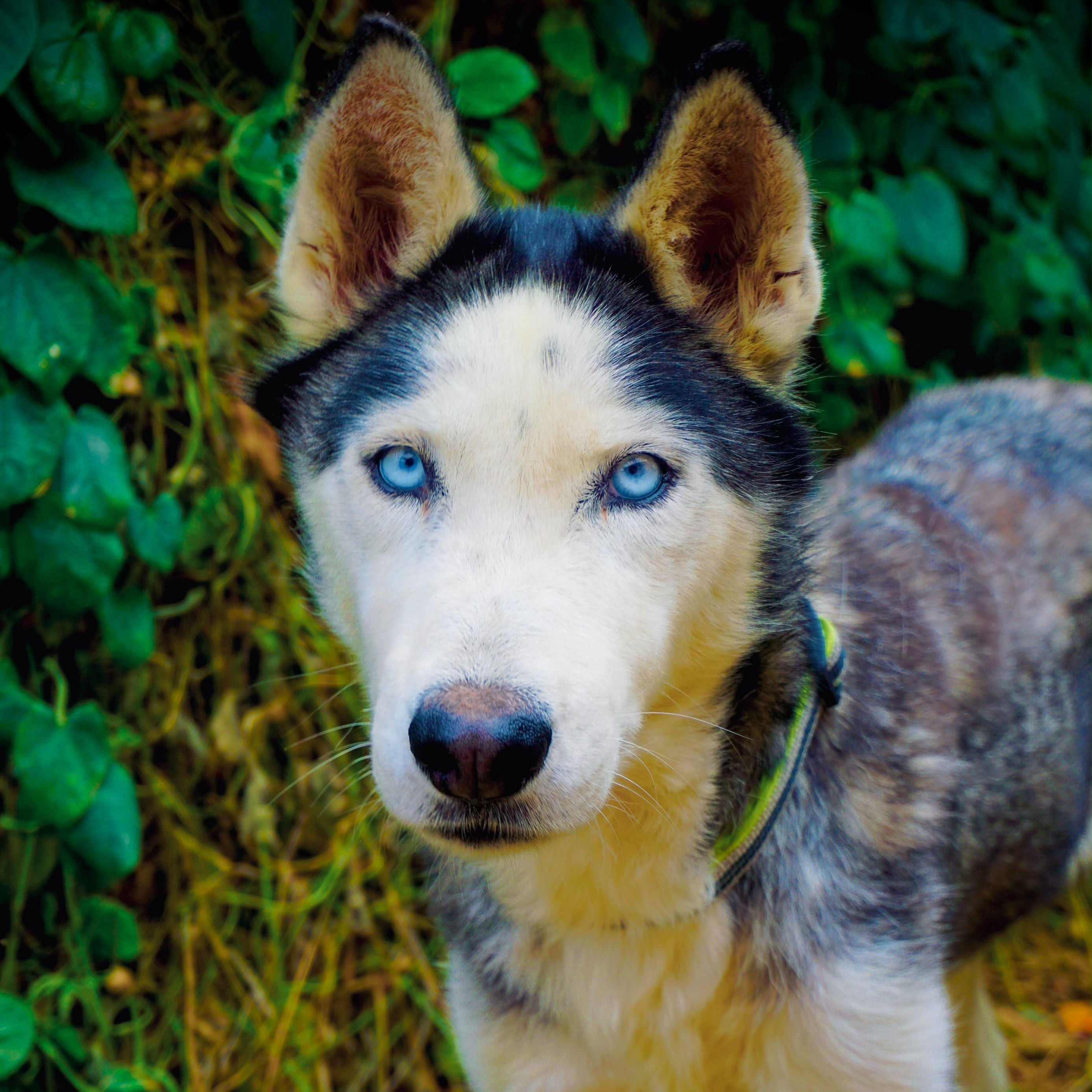 Sexta, a Adoptable mixed breed in San Diego, CA image 2/3