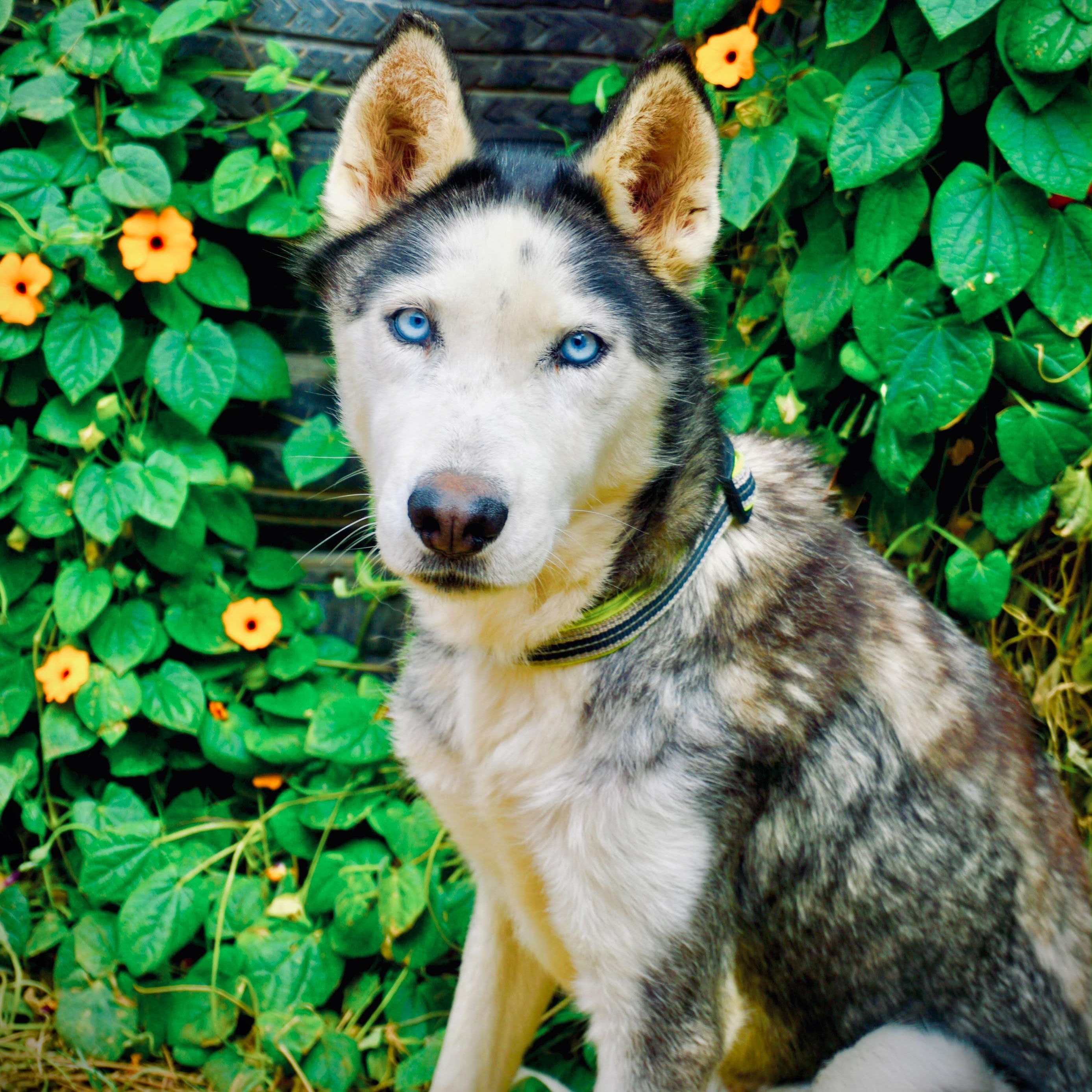 Sexta, Adoptable, Adult Female Husky.