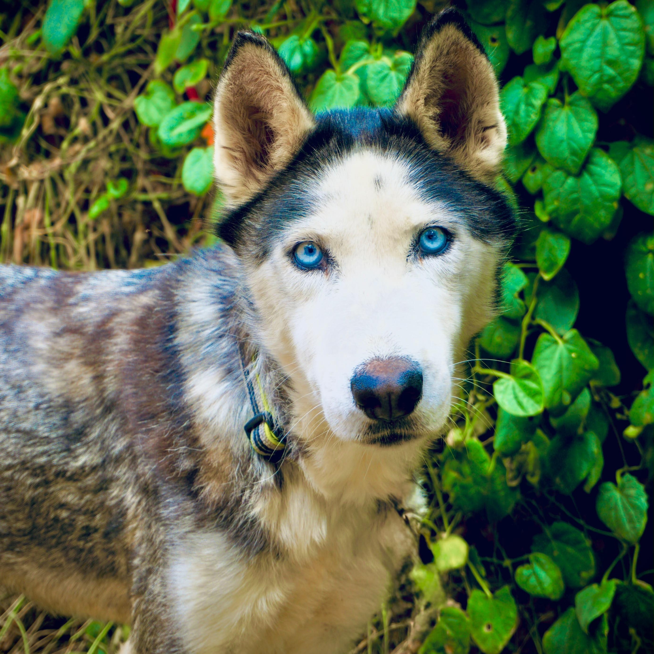 Sexta, a Adoptable mixed breed in San Diego, CA image 3/3