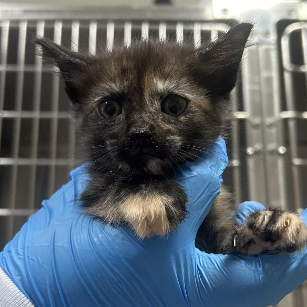 Acai, Adoptable, Kitten Female Domestic Short Hair.