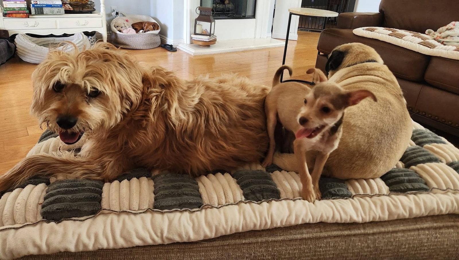 Cookie, Adoptable, Adult Female Terrier & Chihuahua.