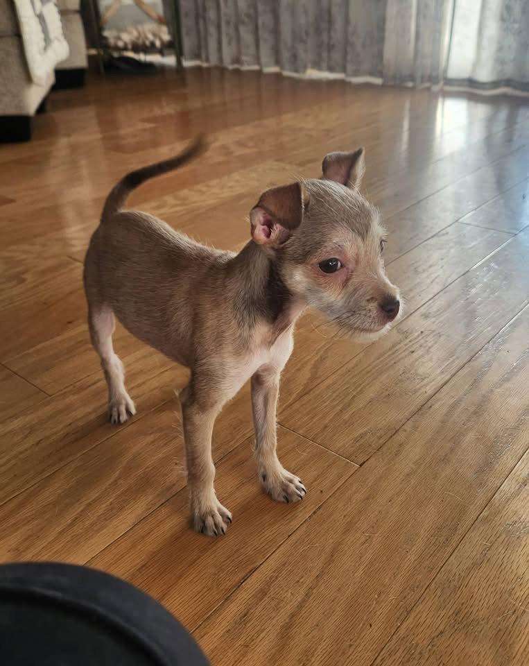 Enlarge Cookie, a Adoptable mixed breed in San Bernardino, CA image 2/3