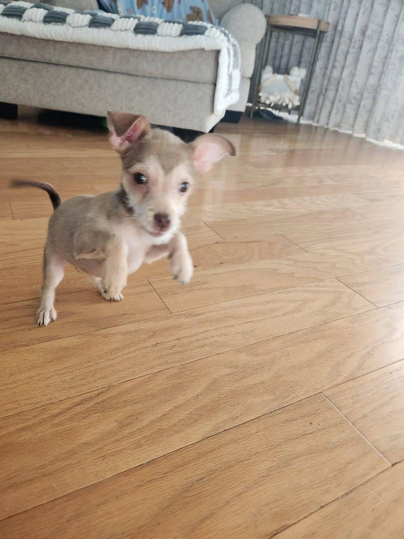 Enlarge Cookie, a Adoptable mixed breed in San Bernardino, CA image 3/3