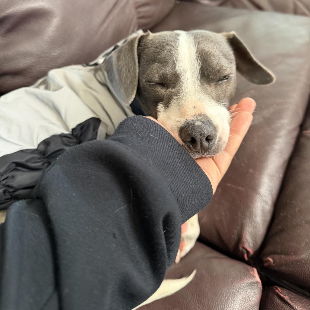 Enlarge Stewart Little, a Adoptable mixed breed in San Diego, CA image 1/6