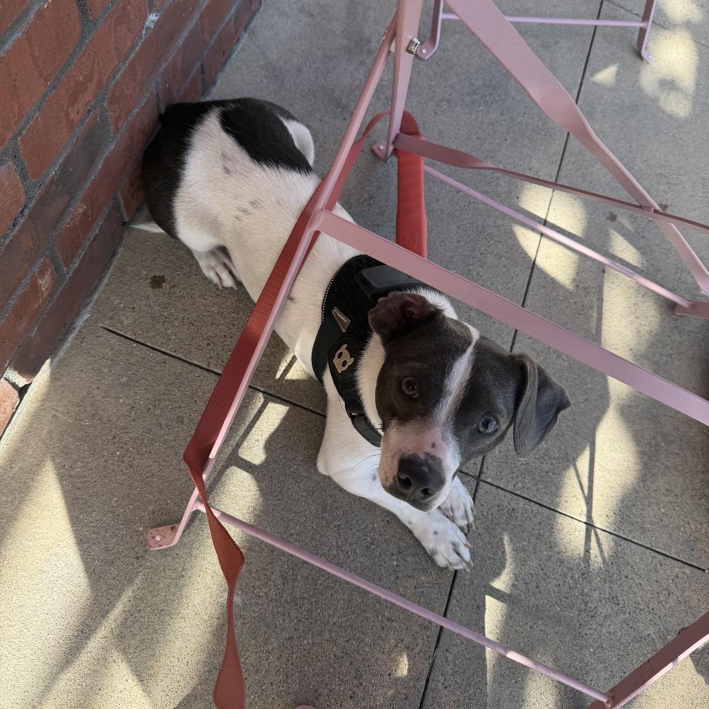 Enlarge Stewart Little, a Adoptable mixed breed in San Diego, CA image 2/6