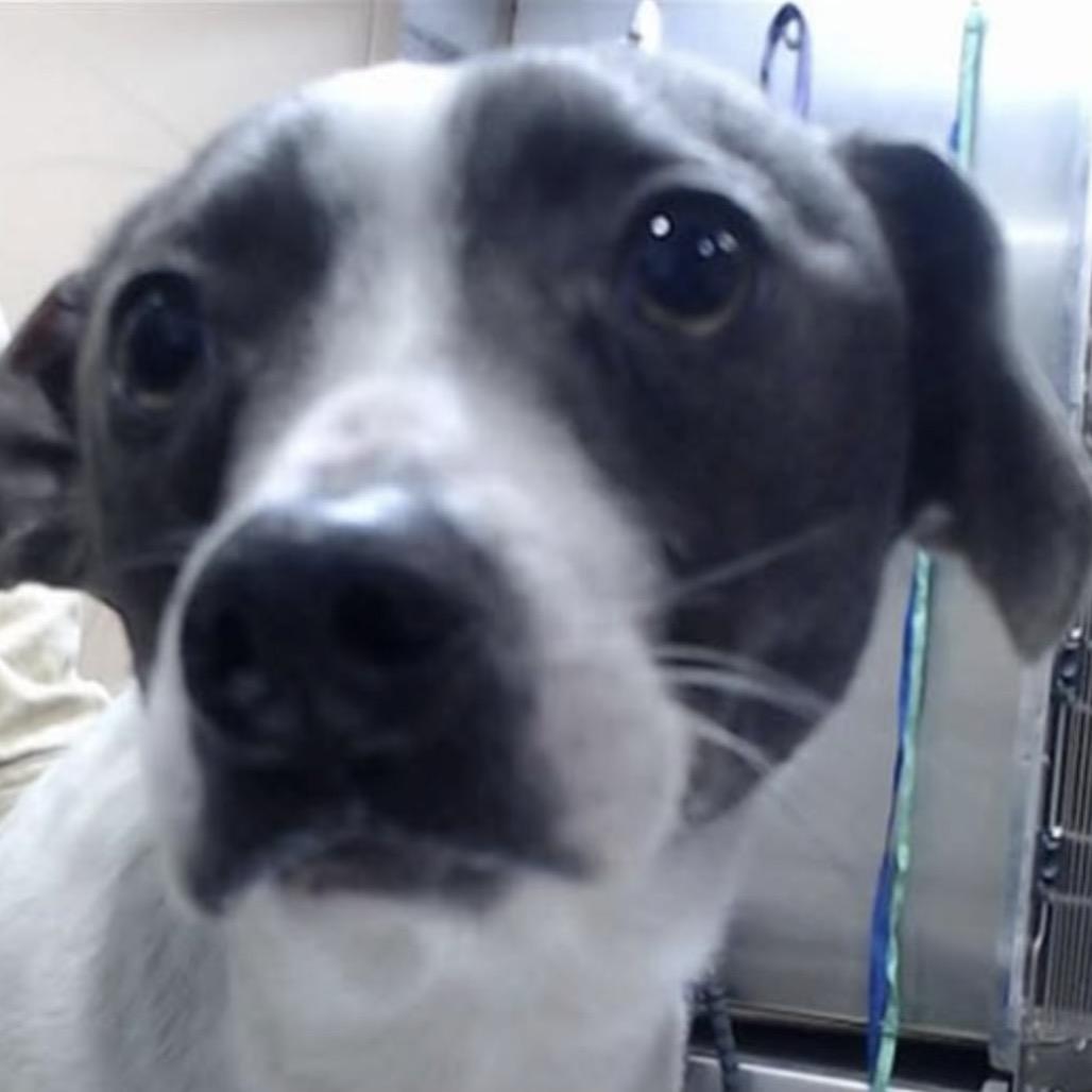 Enlarge Stewart Little, a Adoptable mixed breed in San Diego, CA image 4/6