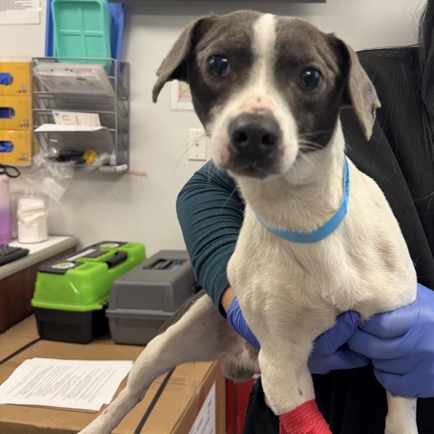 Enlarge Stewart Little, a Adoptable mixed breed in San Diego, CA image 5/6