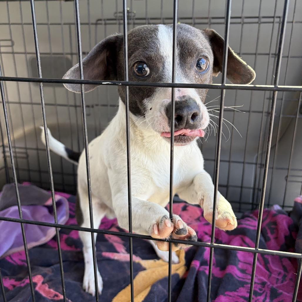 Enlarge Stewart Little, a Adoptable mixed breed in San Diego, CA image 6/6