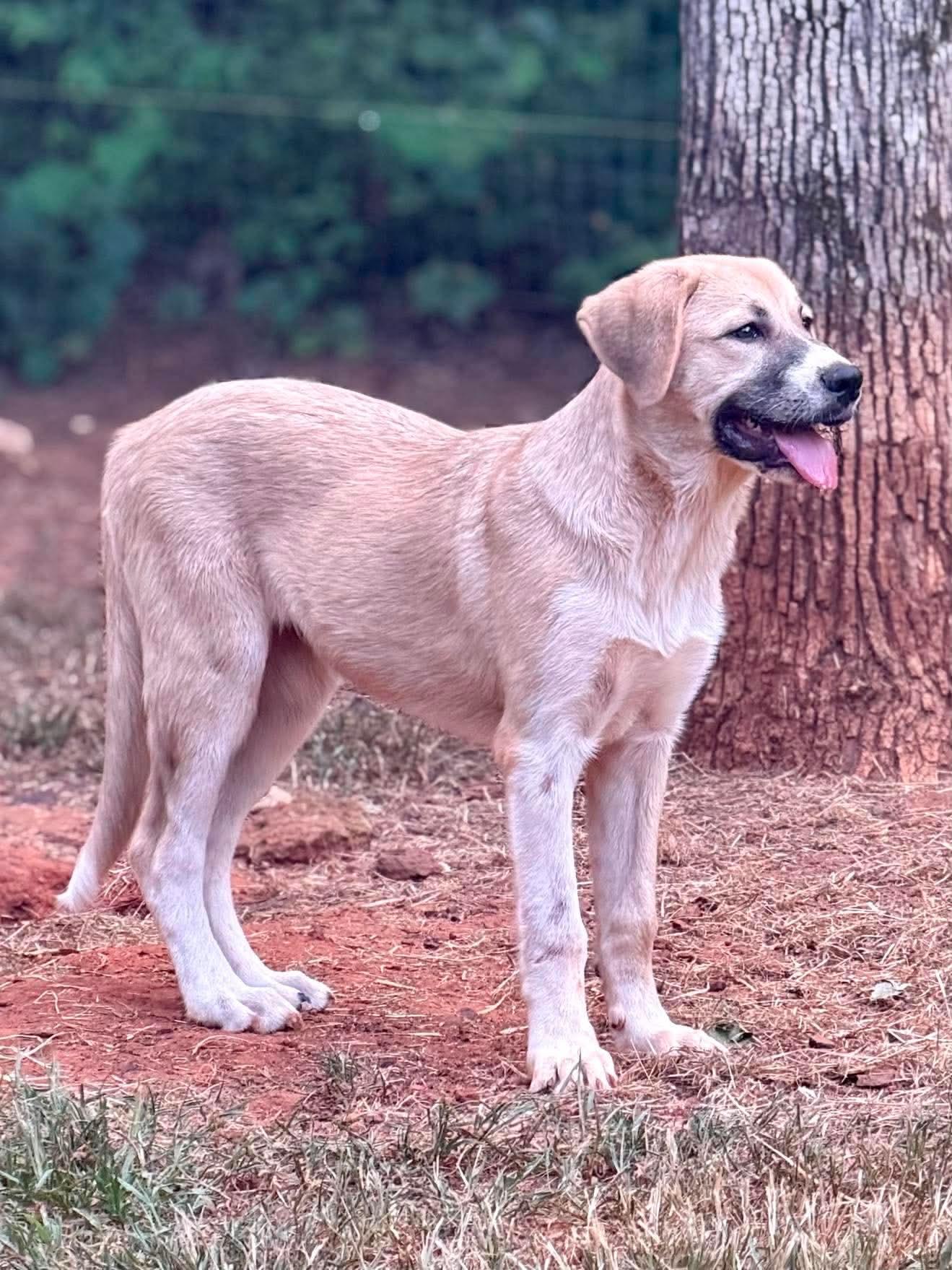 Laurant, Adoptable, Puppy Female Anatolian Shepherd & Great Pyrenees.
