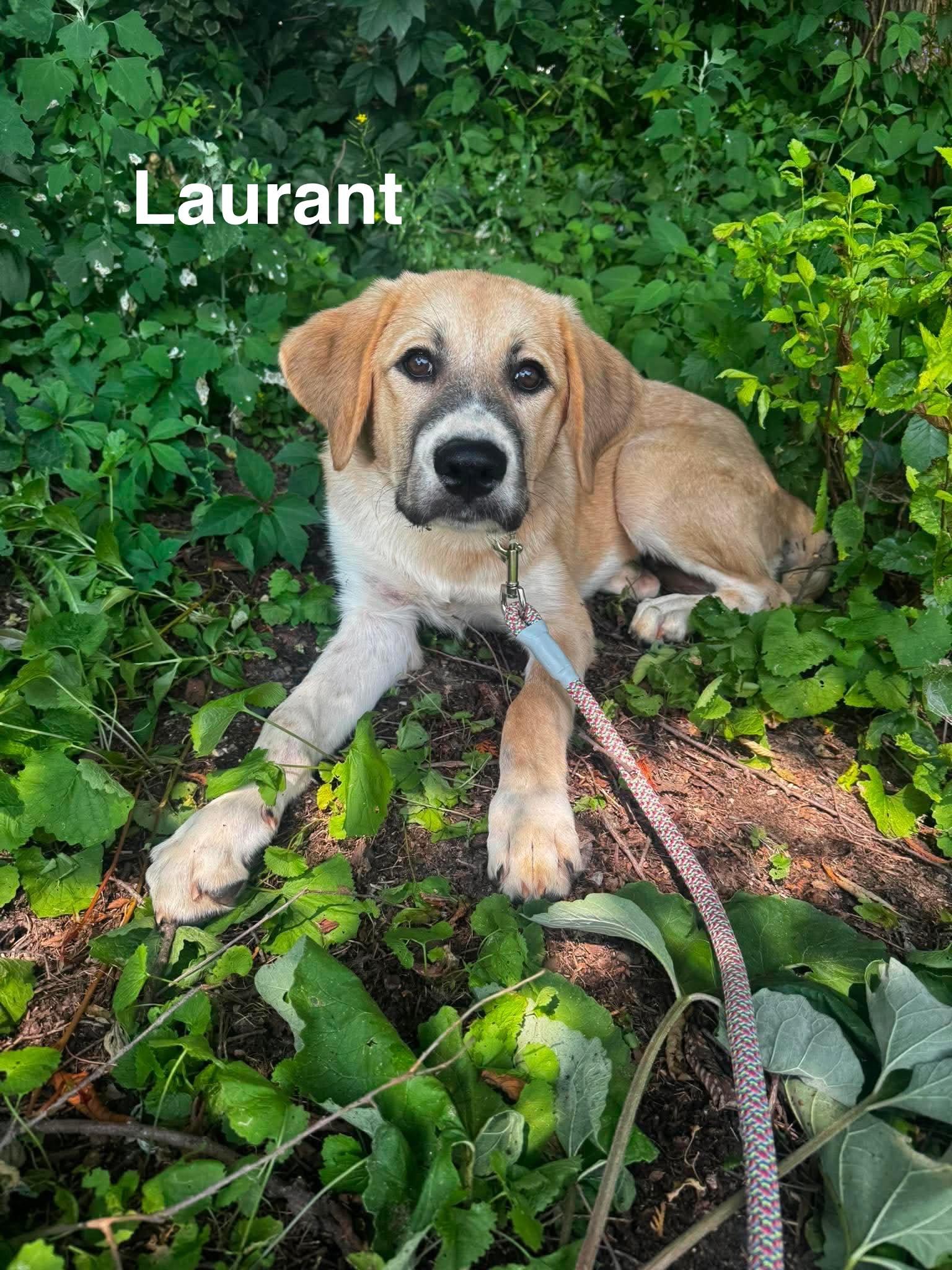 Enlarge Laurant, a Adoptable mixed breed in New Baltimore, MI image 2/4